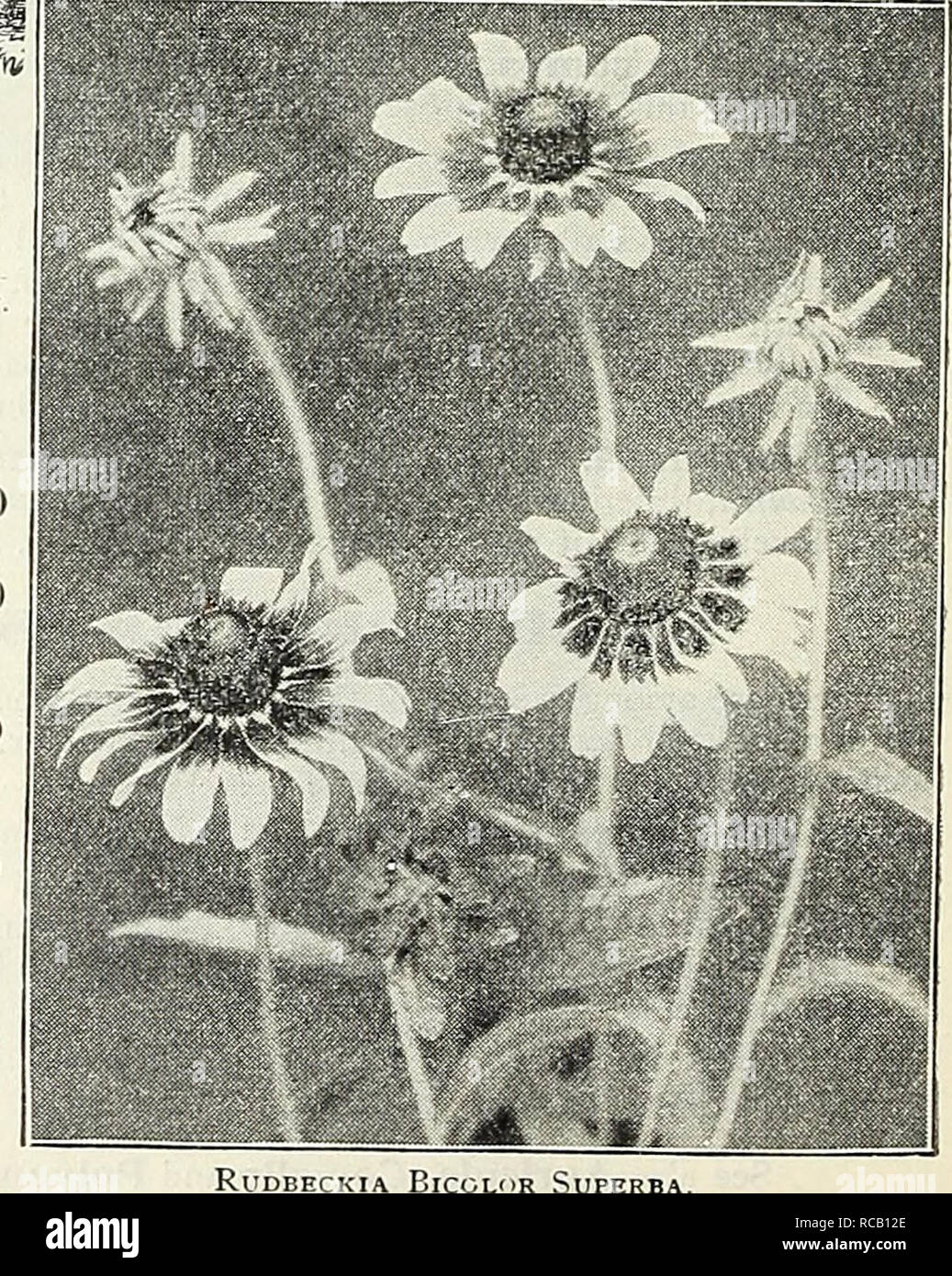 . Dreer's garden book : 1905. Seeds Catalogs; Nursery stock Catalogs; Gardening Equipment and supplies Catalogs; Flowers Seeds Catalogs; Vegetables Seeds Catalogs; Fruit Seeds Catalogs. 15 RUDBECKIA Cone-flower). 1(1 3901 BiCOlor Superba. Fine free-flowering annual variety, giowmg ab ut ^feethigh, loiminga dense bush and producing in gieat abundance on ong stems us bright flowers. The disc is brown, the flo.ets golden- yellow with large velvety-brown spots at the base; very effectne and useful for cutting. (See cut.) 3904 Bicolor superba semiplena. Semi-double flowering form of the above, equa Stock Photo