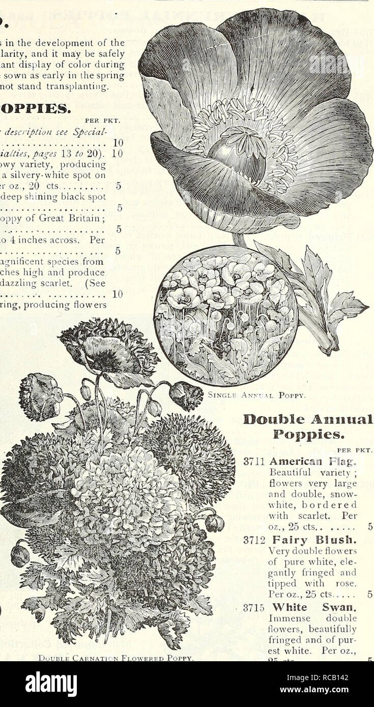. Dreer's garden book : 1905. Seeds Catalogs; Nursery stock Catalogs; Gardening Equipment and supplies Catalogs; Flowers Seeds Catalogs; Vegetables Seeds Catalogs; Fruit Seeds Catalogs. Tulip Puppi. Double Annual Poppies. PER PKT. 3711 American Flag. Beautiful variety ; flowers very large and double, snow- white, bordered with scarlet. Per oz., 25 cts 3712 Fairy Blush. Very double flo ers of pure white, ele- gantly fringed and tipped with rose. Per oz., 25 cts.. . 3715 White Swan. Immense double flowers, beautifully fringed and of pur- est white. Per oz., 25 cts 5 3713 Golden Gate. Comprisin Stock Photo