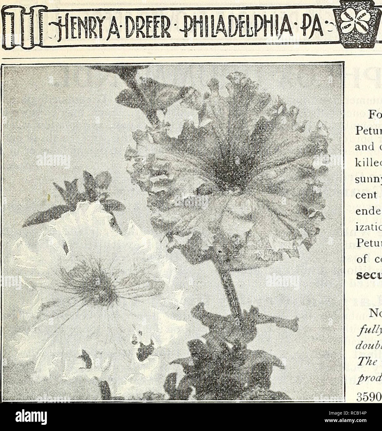 . Dreer's garden book : 1905. Seeds Catalogs; Nursery stock Catalogs; Gardening Equipment and supplies Catalogs; Flowers Seeds Catalogs; Vegetables Seeds Catalogs; Fruit Seeds Catalogs. R[LIABlE'FLOWERSEED 91 PETUNIA. Drker's Superb Large-Flowering Single-Fringeu Pehinias. SINGI.E VARIETIESo Note what we say in refer- ence to saving the weaker seed- lings of the double -.flowering varieties ; the same is true in a measure of the single sorts. PER PKT. 3580 Dreer's Superb Large = flowering Fringed. Our own saving from finest flowers, of very large size and beautiful shape, deep-throated, and of Stock Photo