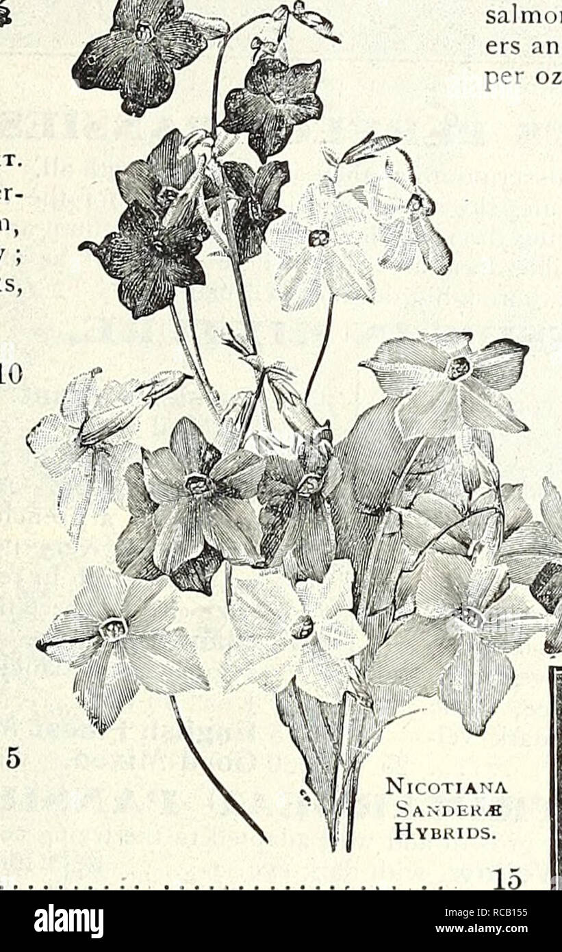 . Dreer's 1838 1908 garden book. Seeds Catalogs; Nursery stock Catalogs; Gardening Equipment and supplies Catalogs; Flowers Seeds Catalogs; Vegetables Seeds Catalogs; Fruit Seeds Catalogs. conspicuous ihey :;e to Lobb's Nasturtium. ]VIER£]&gt;IB£RGIA. (Cup Flower). per pkt A half-hardy perennial, slender- growing plant, perpetually in bloom, flowering tlie first year if sown early , desiralile for the greenhouse, ba,^kets, vases, or bedding out ; 1 ft. 3421 Frutescens. White, tinted with lilac 10 NIGELLA. the (Love in a Mist, or Devil liiisli.) 3430 Damascena. A compact, free-Howering plant, w Stock Photo