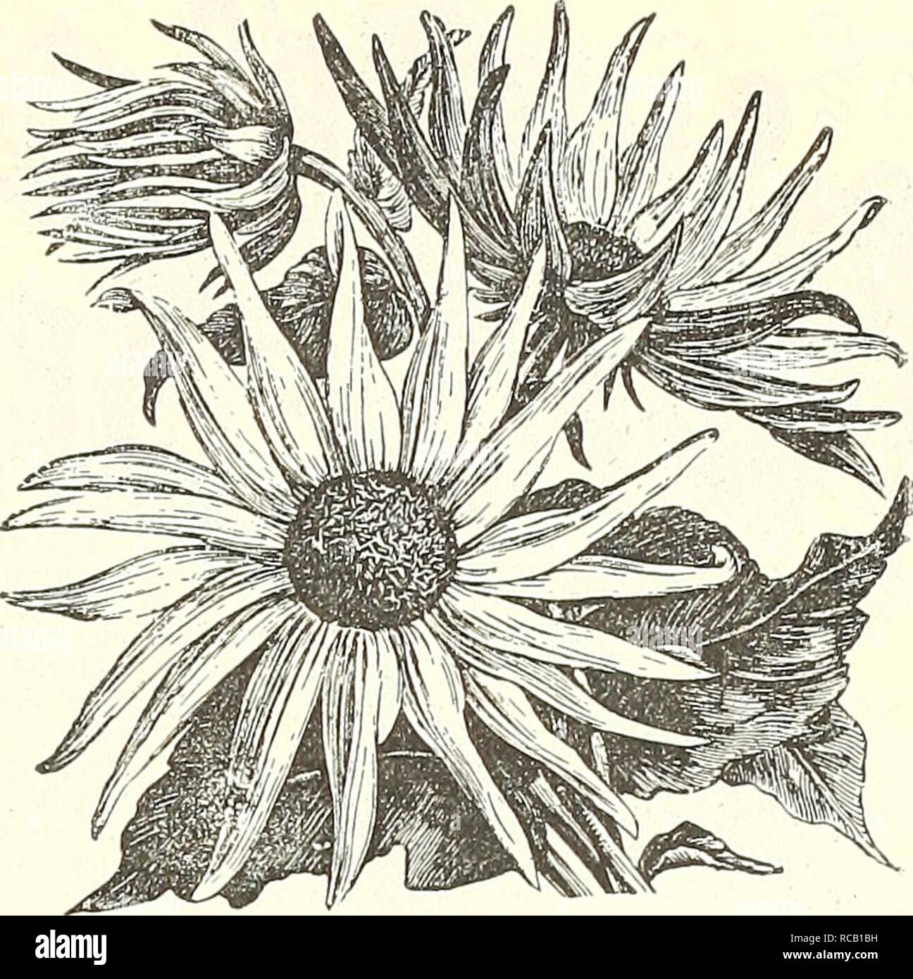 . Dreer's garden book : 1904. Seeds Catalogs; Nursery stock Catalogs; Gardening Equipment and supplies Catalogs; Flowers Seeds Catalogs; Vegetables Seeds Catalogs; Fruit Seeds Catalogs. Sunflower, Okion. black centres and all beauti ful; for cutting they are indis- , pensable 10 2707 — Perkeo. A charmin dwarf variety of the Miniature Sunflower. The plants form compact bushes about 12 in. high by 14 in. through. There are mrny positions, such as the front of borders or beds of plantsof medium height,where this can be used to good ad- vantage, flowering as it does from the end of June unti cut d Stock Photo