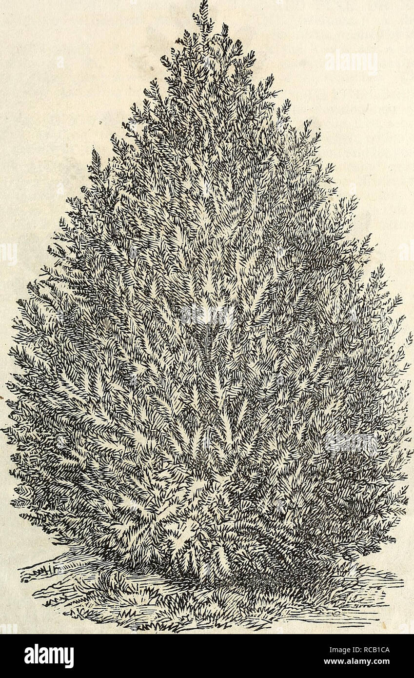 . Ellwanger &amp; Barry's descriptive catalogue of hardy ornamental trees and shrubs, roses, etc., etc., etc. Nursery stock Catalogs; Nurseries (Horticulture)Ornamental trees Catalogs; Shrubs Catalogs; Plants Catalogs. 31. SIBERIAN ARBOR VIT^E. Arbor Vitae, (THUYA.) PLICATE, OR NEE'S, (plicata.) Color dark green; distinct habit; from Nootka Sound. MACULATA. A blotched leaved va- riety of the American. $1. , TARTARIAN, (tartarica.) A variety of the Chinese, branches horizon- tal like the American. Juniper, (JUNIPERUS.) SWEDISH, (suecia.) A small sized handsome pyramidal tree, with bluish .green Stock Photo