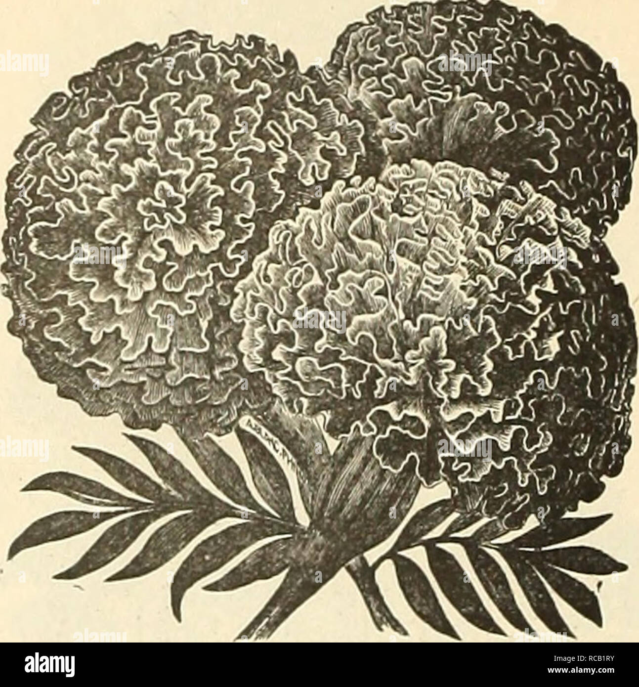 . Dreer's December 1897 &quot;special&quot; price list of new crop flower seeds and decorative plants. Flowers Seeds Catalogs; Nurseries (Horticulture) Catalogs. Lobelia, Ckvsial I'alaci; compacia. Lathyrus )iitih]iis, red {£ver/aseing-Fea) . latifolius, white &quot; mixed splendens Lavandula spica (Zaj/^«(/&lt;fr) Layla elegans Linaria cymbalaria {Keiiiliuorlh Ivy) cynibalaria alba Linum flavum grandifloram rubrura Lobelia, Crystal Palace compacta, true .... Emperor William, (/a;v('W«^ gracilis, light blue, trailing Golden Queen, yellow foliage Prima Donna, crimson Paxtoniana, blue, while ey Stock Photo