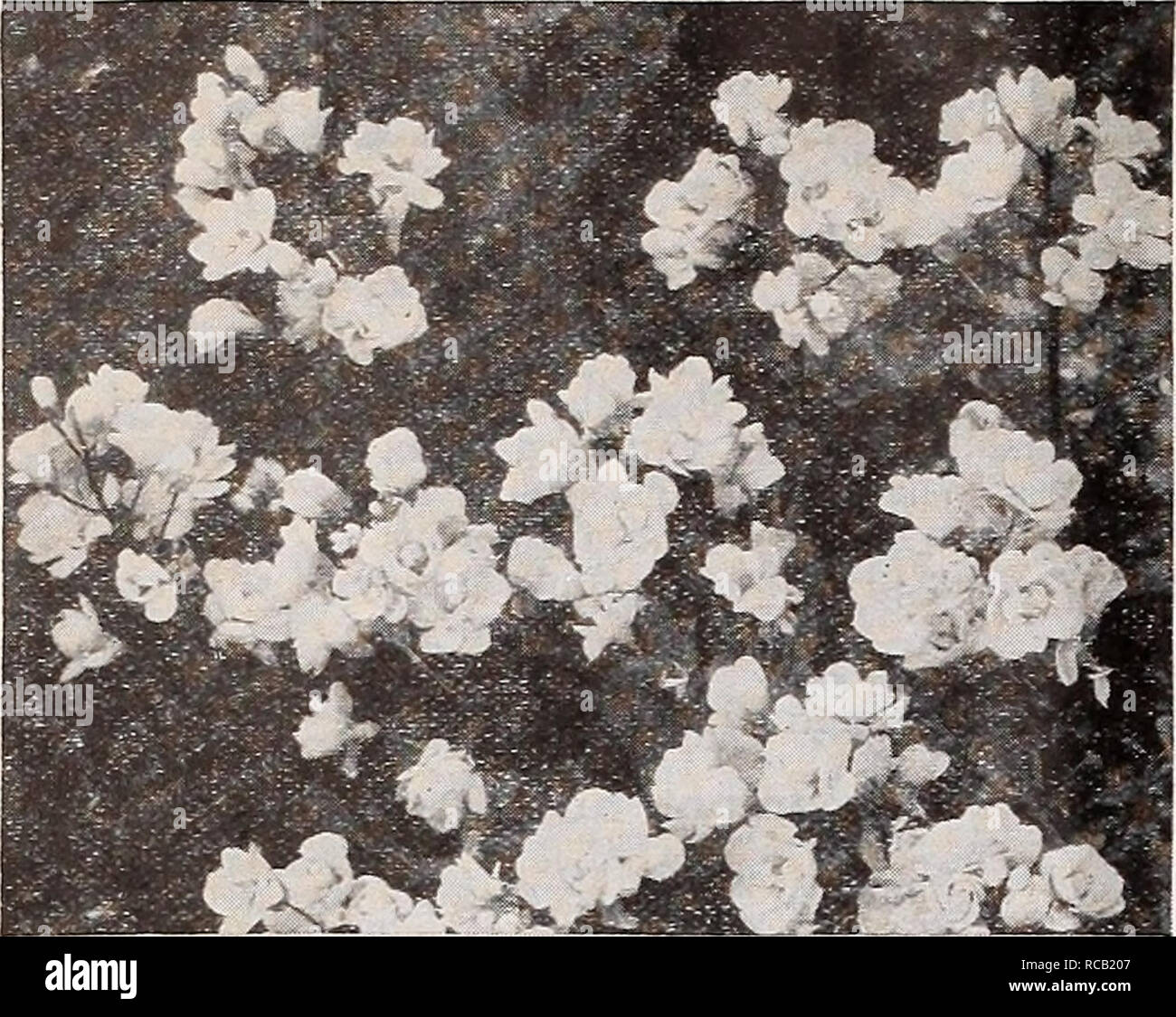 . Dreer's complete wholesale price list for florists : March 1934 edition. Bulbs (Plants) Catalogs; Vegetables Seeds Catalogs; Flowers Seeds Catalogs; Nurseries (Horticulture) Catalogs; Gardening Equipment and supplies Catalogs. 15 HENRY A. DREER Hafdy Percnmal Plants wholesale list. Arabis alpina flore plena Arabis—Rock Cress Fer doz. Alpina. Single white; 3-inch pots $1 25 — flore plena. 3-inch pots 1 50 — rosea. 3-inch pots 1 50 Arenaria—Sandwort Montana. 3-inch pots Verna caespitosa. 3-inch pots. Per 100 $10 00 12 00 12 00 12 00 10 00 3 50 25 00 1 50 12 00 1 25 10 00 1 25 10 00 Armeria—Thr Stock Photo