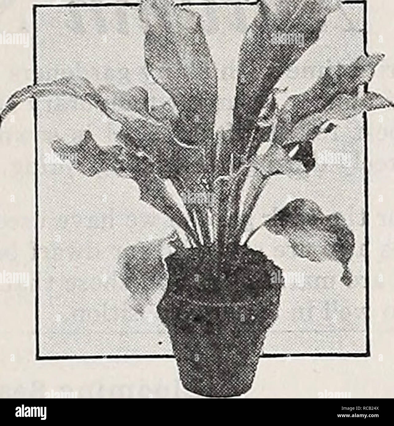 . Dreer's bulbs, plants, roses, shrubs, seeds for autumn planting 1938. Bulbs (Plants) Catalogs; Flowers Seeds Catalogs; Gardening Equipment and supplies Catalogs; Nurseries (Horticulture) Catalogs; Vegetables Seeds Catalogs. Bunny Ear Cactus Opuntia microdasys. Pop- ular and very showy. Has thick heavy joints of ellip- tical form thickly covered with short golden yellow bristles. 35c each. Bird's Nest Fern Asplenium Nidus Avis. A choice Fern for the home with broad green fronds. 3y2-inch pots 75c ea. 5-inch pots $1.50 each Ostrich Plume Fern Nephrolepis Norwood. A very pretty, crested form of Stock Photo
