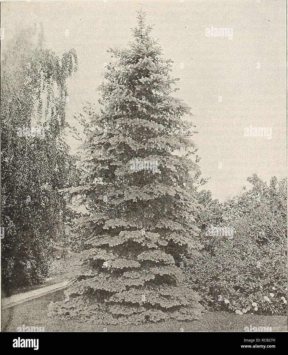 . [Ellwanger &amp; Barry's general catalogue]. GENERAL CATALOGUE 75 Twenty-five of the Most Desirable Species and Varieties for the Decoration of Parks, Gardens or Lawns, as follows, for $18.00: Maple, Norway Curled-leaved. &quot; Norway Schwedler's. &quot; Wler's Cut-leaved. &quot; Sug-ar. Almond, Large Doulile-flowermg-. Ash, Weeping. Aucuba-leaved. Birch, Cut-leaved Weeping. Beech, Cut-leaved. &quot; Purple-leaved. Crab, Double Rose-flowering. Elm, Huntingdon. &quot; superba. Horse Chestnut, Double White-flowering, 'â Red-flowering. Linden, European, â¢ Red Fern-leaved. Magnolia, speciosa.  Stock Photo