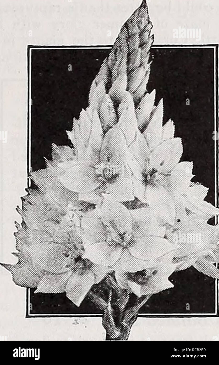 . Dreer's bulbs, plants, roses, shrubs, seeds for autumn planting 1938. Bulbs (Plants) Catalogs; Flowers Seeds Catalogs; Gardening Equipment and supplies Catalogs; Nurseries (Horticulture) Catalogs; Vegetables Seeds Catalogs. 3 for 40c Lycoris radiata Lycoris radiata This often is erroneously called Nerine or Guernsey Lily Order early and plant upon receipt to secure flowers this j'ear. Place three bulbs in a live-inch pat. If planted too late they will develop foliage only. Keep foliage growing during the winter and keep per- fectly dry from May to early August. The leaves develop after the s Stock Photo