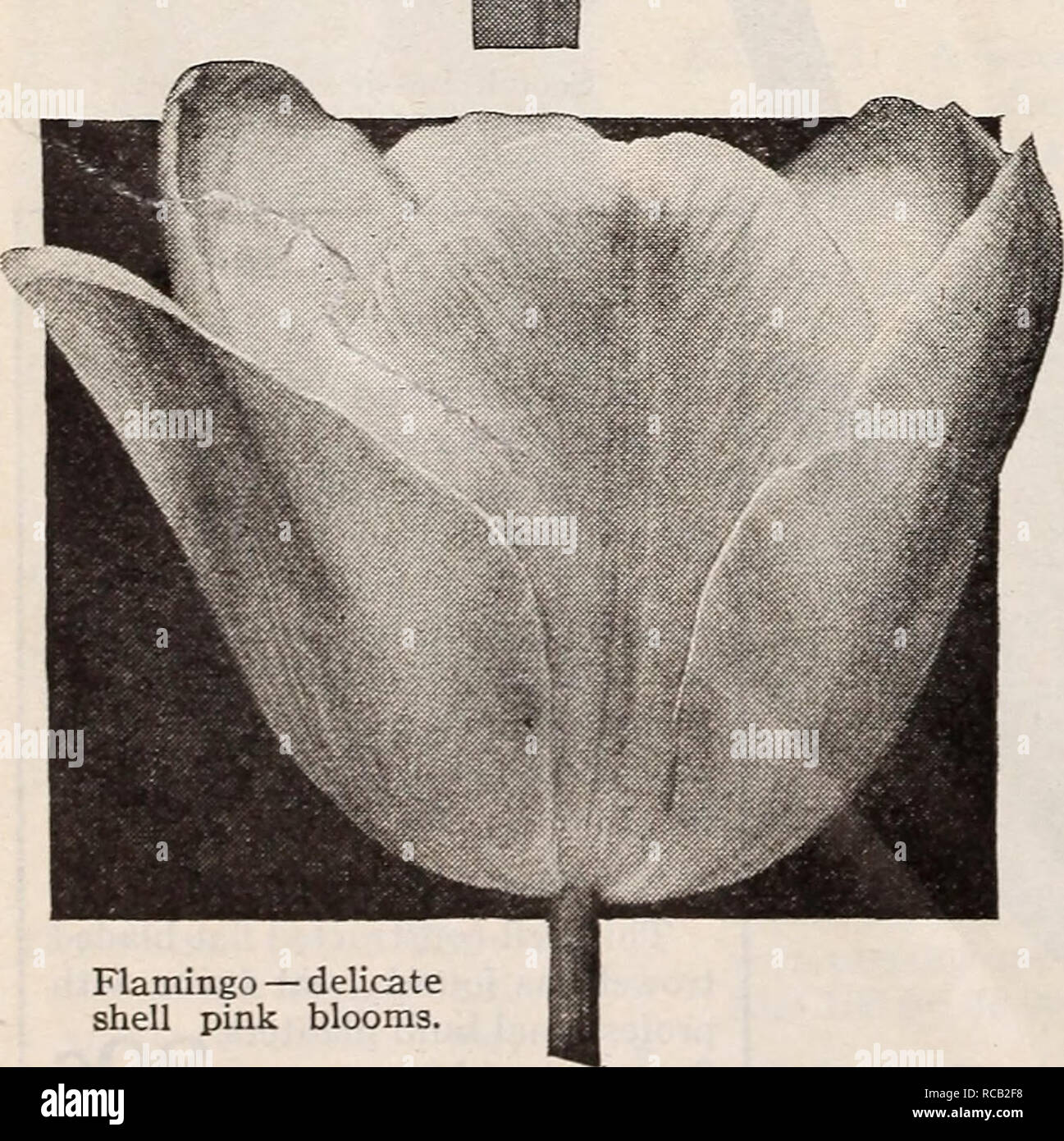 . Dreer's bulbs plants, shrubs and seeds for fall planting : autumn 1937. Bulbs (Plants) Catalogs; Flowers Seeds Catalogs; Gardening Equipment and supplies Catalogs; Nurseries (Horticulture) Catalogs; Vegetables Seeds Catalogs. Dream — soft rosy mauve on heliotrope ground with silvery edge.. Flamingo — delicate shell pink blooms. Dreer's Bulbs are Top-Size as we believe that gardeners everywhere are best served by planting this large size. They produce the finest flowers and make a vigorous, strong growth. Dreer's Giant Glorious, Colorful Anton Mauve. A flower of graceful form, large size, and Stock Photo