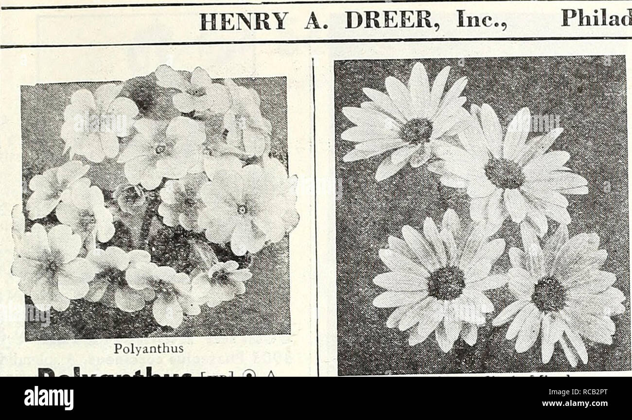 . Dreer's 1948 - our 110th year. Seeds Catalogs; Nursery stock Catalogs; Gardening Equipment and supplies Catalogs; Flowers Seeds Catalogs; Vegetables Seeds Catalogs; Fruit Seeds Catalogs. Philadelphia, Pa. Polyanthus [hpi ® a Primula veris elatior 3485 Large-Flowered Mixed. A pop- ular hardy perennial bearing during the spring showy large flower clus- ters in a wide range of beautiful colors including yellow, orange, cream, pink, rose, crimson, lilac, purple, violet, and white. Grows 6-9 in. high. Pkt. 25c; large pkt. 7Sc. 3486 Ciant Munstead Strain. Vigor- ous plants, 12 in. high, covered du Stock Photo
