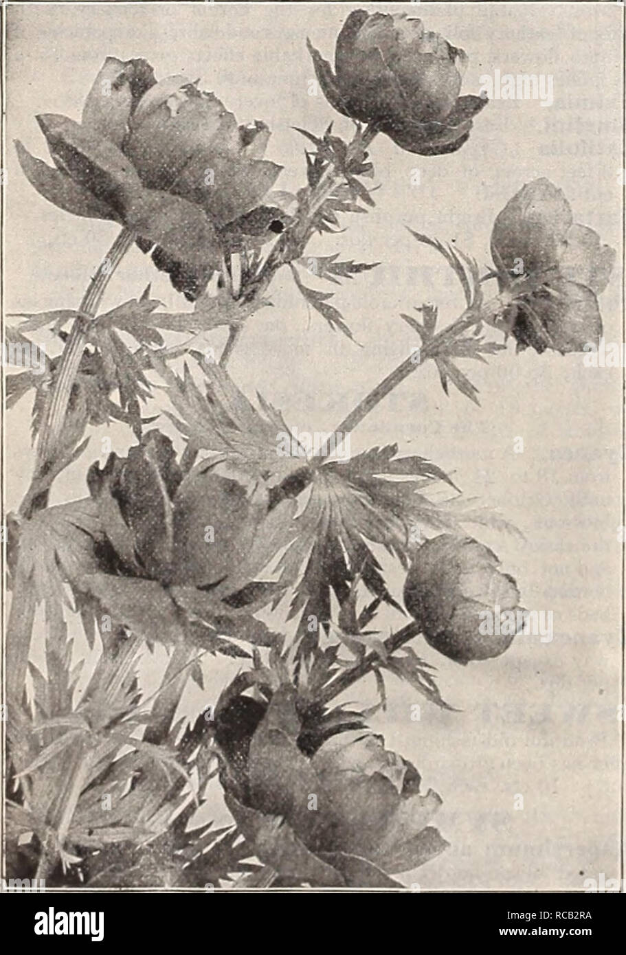 . Dreer's 1909 garden book. Seeds Catalogs; Nursery stock Catalogs; Gardening Equipment and supplies Catalogs; Flowers Seeds Catalogs; Vegetables Seeds Catalogs; Fruit Seeds Catalogs. Thalictrvm.. Trollius (Globe Flower). THYMIS (Thj-meV Lanuginosus( Woolly-leaved Thyme . v soiling variety, with greyish foliage. Serpyllum ( White Mountain Thyme). A pretli - I for the rockery, forming dense mats of dark green foliage and clouds of white flowers. — Coccinea [Scarlet Thyme). Dark green foliage and clouds of bright red flowers. — Splendens Bright purplish red flowers. 15 cts. each; $1.50 per doz.; Stock Photo