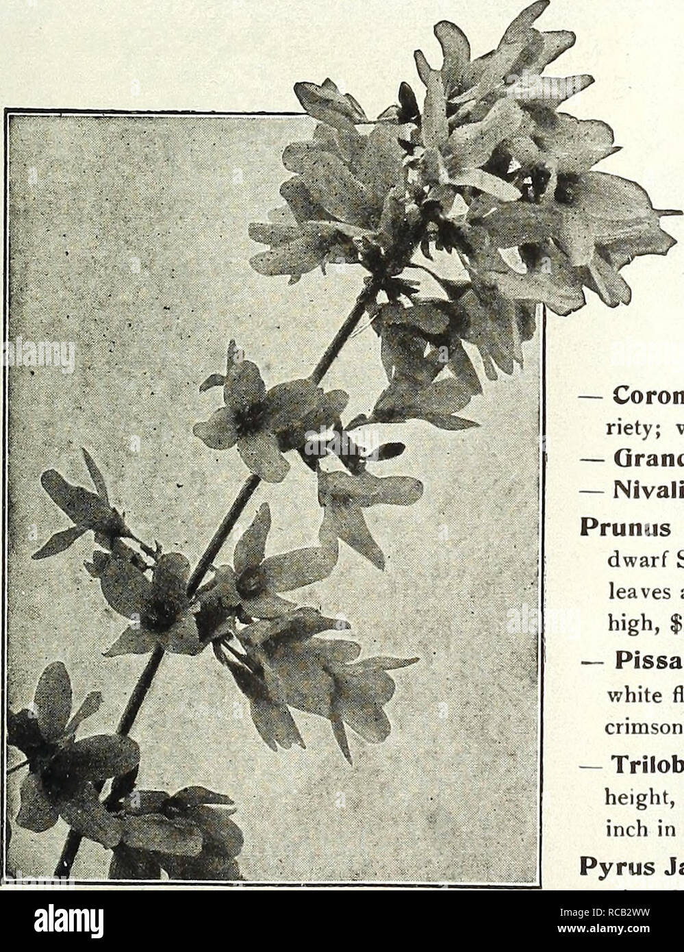 . Dreer's bulbs 1921. Flowers Seeds Catalogs; Bulbs (Plants) Seeds Catalogs; Nurseries (Horticulture) Catalogs; Gardening Equipment and supplies Catalogs. HYDRANGEA Paniculata Grandiflora. Forsythia Ligustrum Ovalifolium Aureum (Oolden-leaved Pri- vet), A beautiful golden variegated form and very effective for associating with other dwarf shrubs. 60 cts. each. — Ovalifolium (California Privet). See page 53. Lilacs. See Syringa, page 52. Loniceras (Bush Iloneyauckles). •— Ledebouri. A vigorous-growing Shrub with red flowers in May. 60 cts. each. — Tatarica (Tartarian Iloneijsuckle). Pink flower Stock Photo