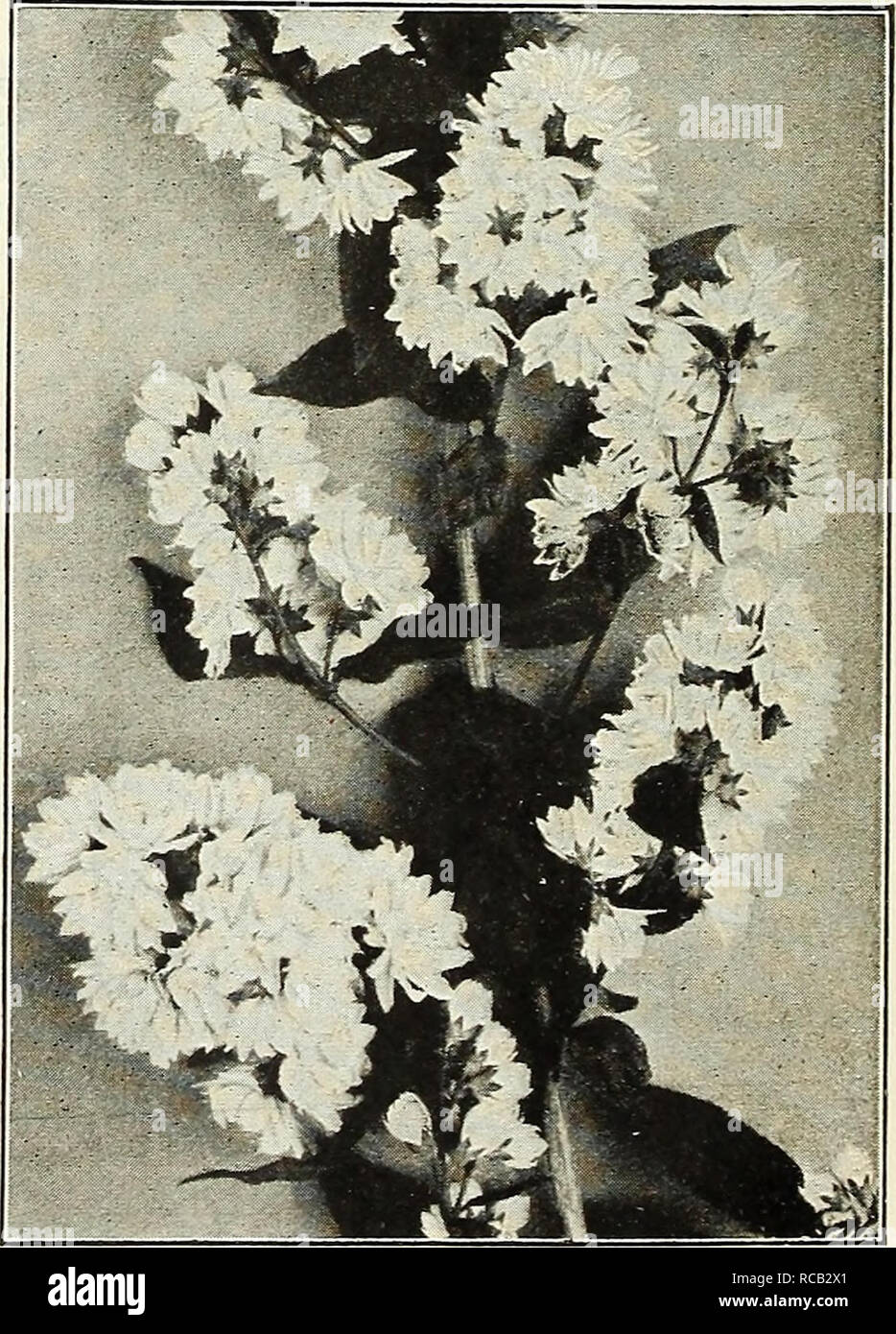 . Dreer's bulbs 1921. Flowers Seeds Catalogs; Bulbs (Plants) Seeds Catalogs; Nurseries (Horticulture) Catalogs; Gardening Equipment and supplies Catalogs. Callicarpa Purpurea Callicarpa Purpurea. A splendid berried Shrub for the border or planted in clumps on the lawn; it grows about 3 feet high, its branches gracefully recurving; these are cov- ered in August with tiny pink-tinted flowers, followed in late September by great masses of violet-purple berries, borne in clusters from the axil of every leaf, these remain on the plant until mid-winter. All fall berried plants are useful and attrac- Stock Photo