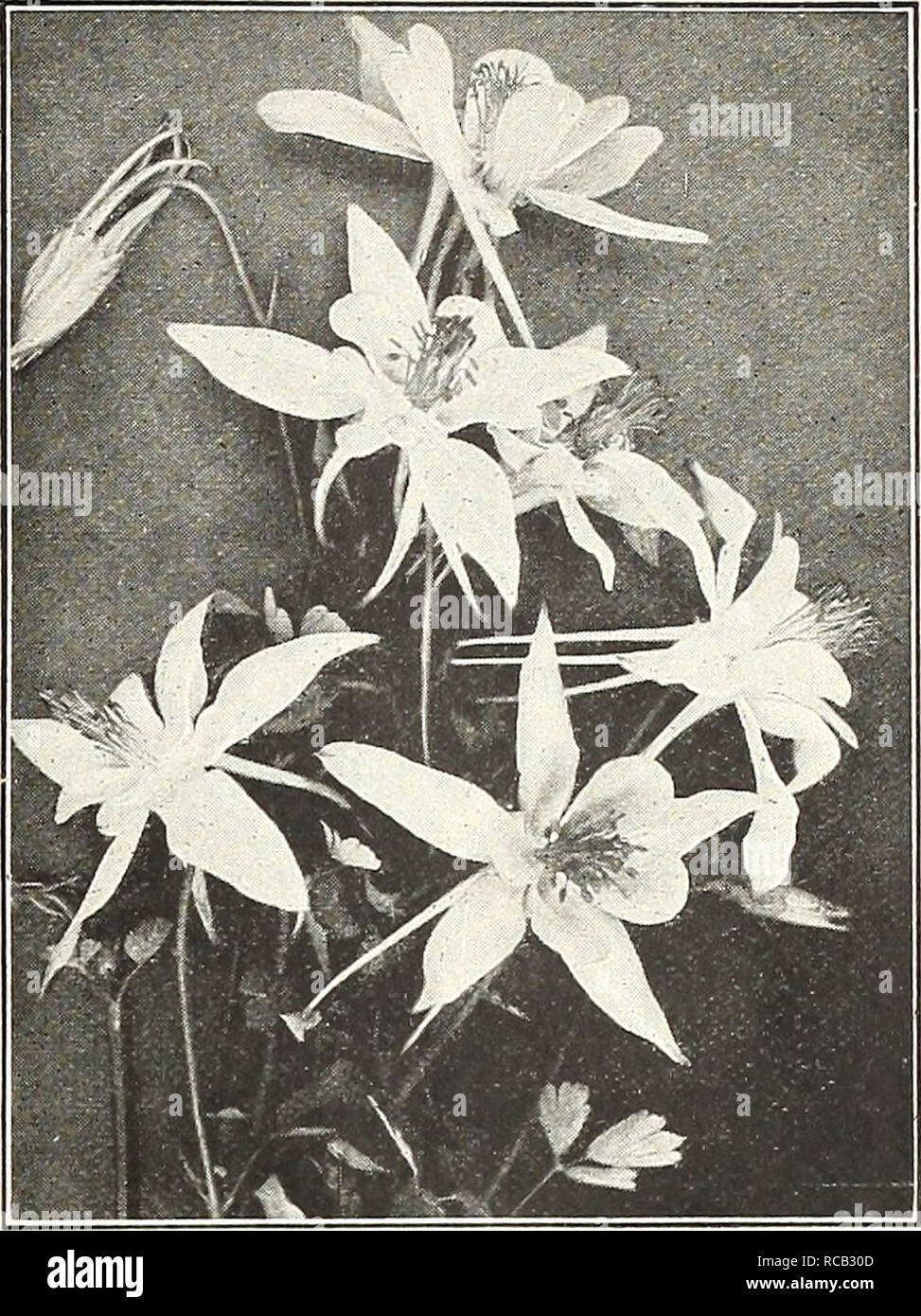Dreer S Bulbs 1921 Flowers Seeds Catalogs Bulbs Plants