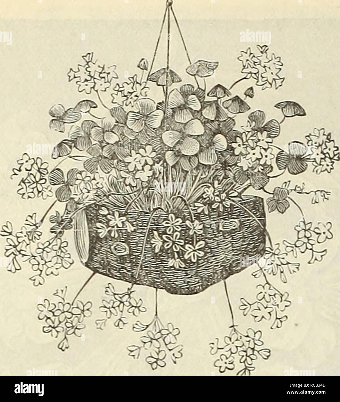 . Dreer's bulb list : 1887. Nurseries (Horticulture) Catalogs; Commercial catalogs Seeds; Bulbs (Plants) Seeds Catalogs; Flowers Seeds Catalogs; Vegetables Seeds Catalogs. 20 Dreer'S Putumn Bulb Lcist.. Oxalis Floribunda. Oxalis. These are profuse bloomers, and very attractive in the greenhouse or conservatory during the winter. Plant three or four bulbs in a pot; the pots should be kept near the glass to prevent the foliage from growing too long. They require frequent watering while growing. Each. Doz. Bowei. The flowers are large and of the most brilliant rose color, and pro- duced in the gr Stock Photo