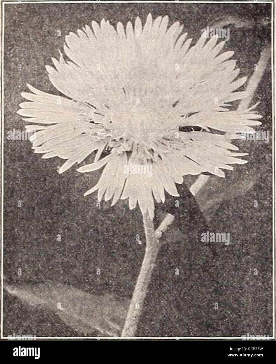. Dreer's 1909 garden book. Seeds Catalogs; Nursery stock Catalogs; Gardening Equipment and supplies Catalogs; Flowers Seeds Catalogs; Vegetables Seeds Catalogs; Fruit Seeds Catalogs. -HEMRYADRKR ^HILADELPHIA^A&quot; NEW*&quot; RARE PLANTS. Stokesia Cyanea Alba. CHOICE NEW TROLLIUS OK GLOBE FLOWERS. Great improvements on existing varieties, all of strong growth and with flowers of very large size. Gotterf unke. Large, open orange-y e 1 1 o w flowers. Helios. Pure yellow. Very free-flowering on strong branched stems. Leuchtkugel. One of the finest deep orange reds. Lichtball. Extra large globul Stock Photo