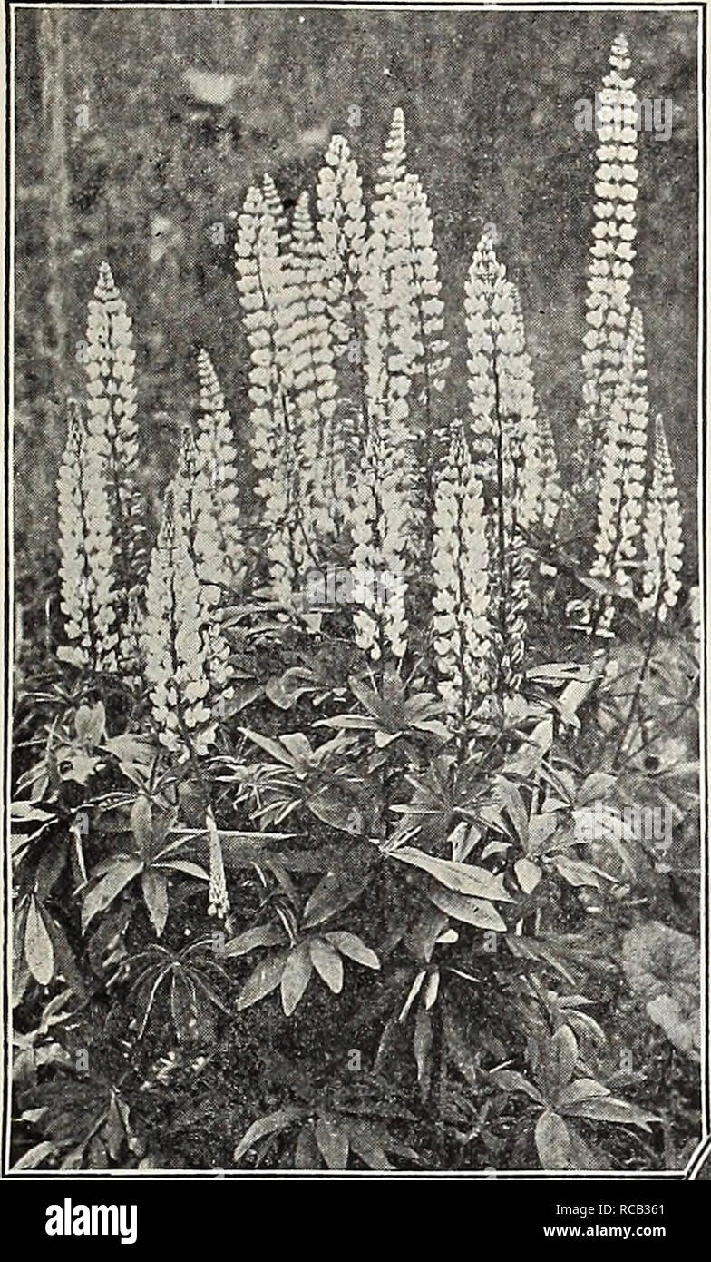. Dreer's 1909 garden book. Seeds Catalogs; Nursery stock Catalogs; Gardening Equipment and supplies Catalogs; Flowers Seeds Catalogs; Vegetables Seeds Catalogs; Fruit Seeds Catalogs. fjfffHWADREER -PHILADELPHIA PA NEW'™ RARE PLANTS 177. LuPINUS POLYPHYLLllS ROSEUS. PHLOX DIVARICATA LAPHAMI (Perry's Variety). Phlox devaricata canadensis offered and illustrated on page 207 has long been a favorite plant for the border and rockery, and deservedly so, it being a free-flow- ering, showy plant, adapting itself to almost any soil and position. In this new variety we have a great improvement, the pla Stock Photo