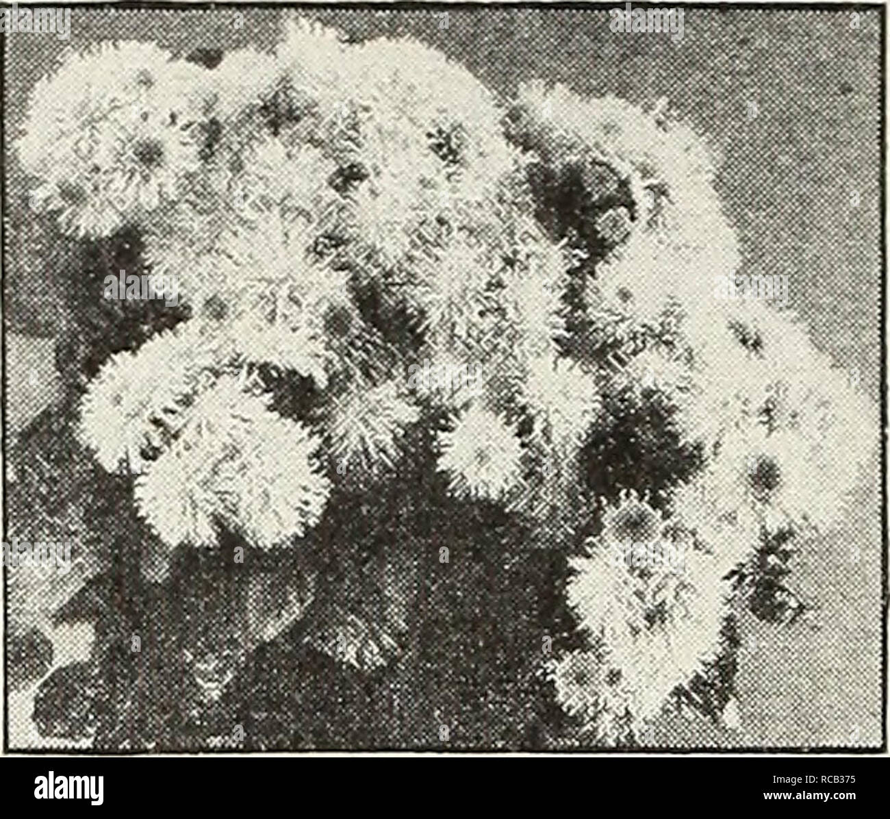 . Dreer's 1948 - our 110th year. Seeds Catalogs; Nursery stock Catalogs; Gardening Equipment and supplies Catalogs; Flowers Seeds Catalogs; Vegetables Seeds Catalogs; Fruit Seeds Catalogs. Achillea ptarmica. The Pearl Achillea—^^''/«'' t^^^ ® 1012 Filipendula, Cloth of Cold. Strong, vigorous plants with vivid vellow flowers during the summer. 3 ft. Pkt. ISc; large pkt. 60c. 1015 Ptarmica, The Pearl. One of the best hardy white perennials. Grows about 2 feet tall and is cov- ered with heads of pure white dou- ble flowers from June until frost. Flowers the first season if sown early. Pkt. ISc; l Stock Photo