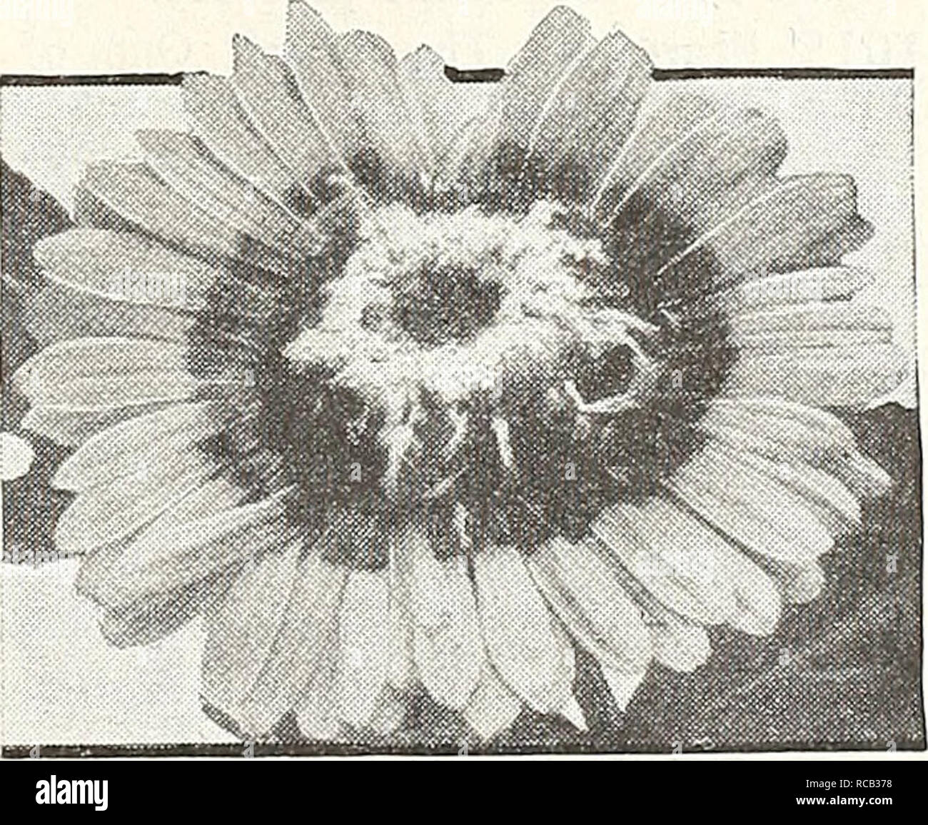 . Dreer's 1948 - our 110th year. Seeds Catalogs; Nursery stock Catalogs; Gardening Equipment and supplies Catalogs; Flowers Seeds Catalogs; Vegetables Seeds Catalogs; Fruit Seeds Catalogs. Tithonia speciosa, Early-Flowering Tithonia speeiosa ® Mexican Suiifloiver Golden Flower of the Incas 4288 Avalon Earliest Hybrids Mixed. Stately plants, 6 ft. high, carrying during the autumn showy long- stemmed blooms ranging from orange topaz to burnished scarlet- flame. Pkt. 25c; large pkt. 7Sc. 4289 Early-Flowering. Intensely bril- liant, golden-orange flowers borne profusely on stately 6-ft. plants dur Stock Photo
