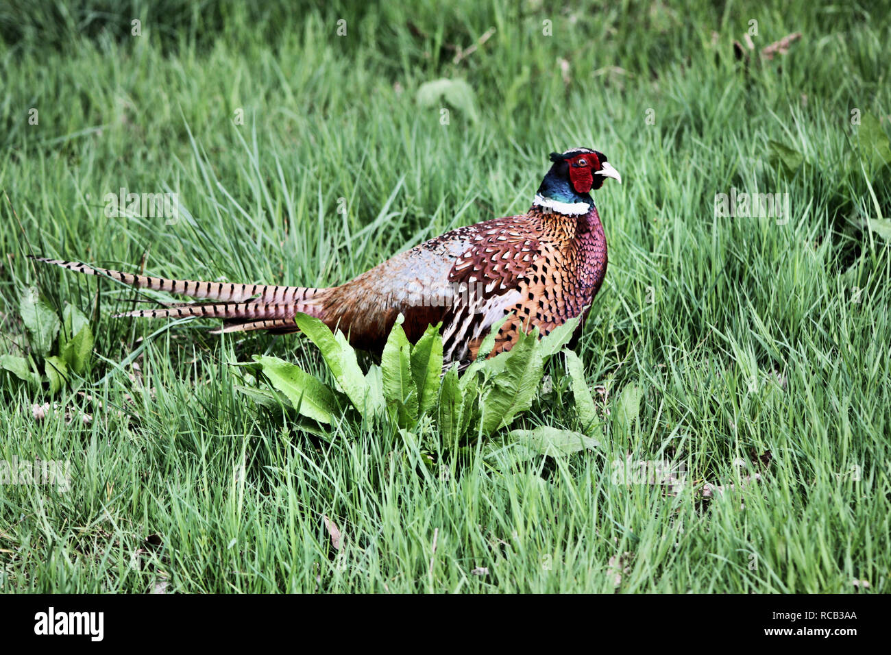 A picture of a Pheasant Stock Photo - Alamy