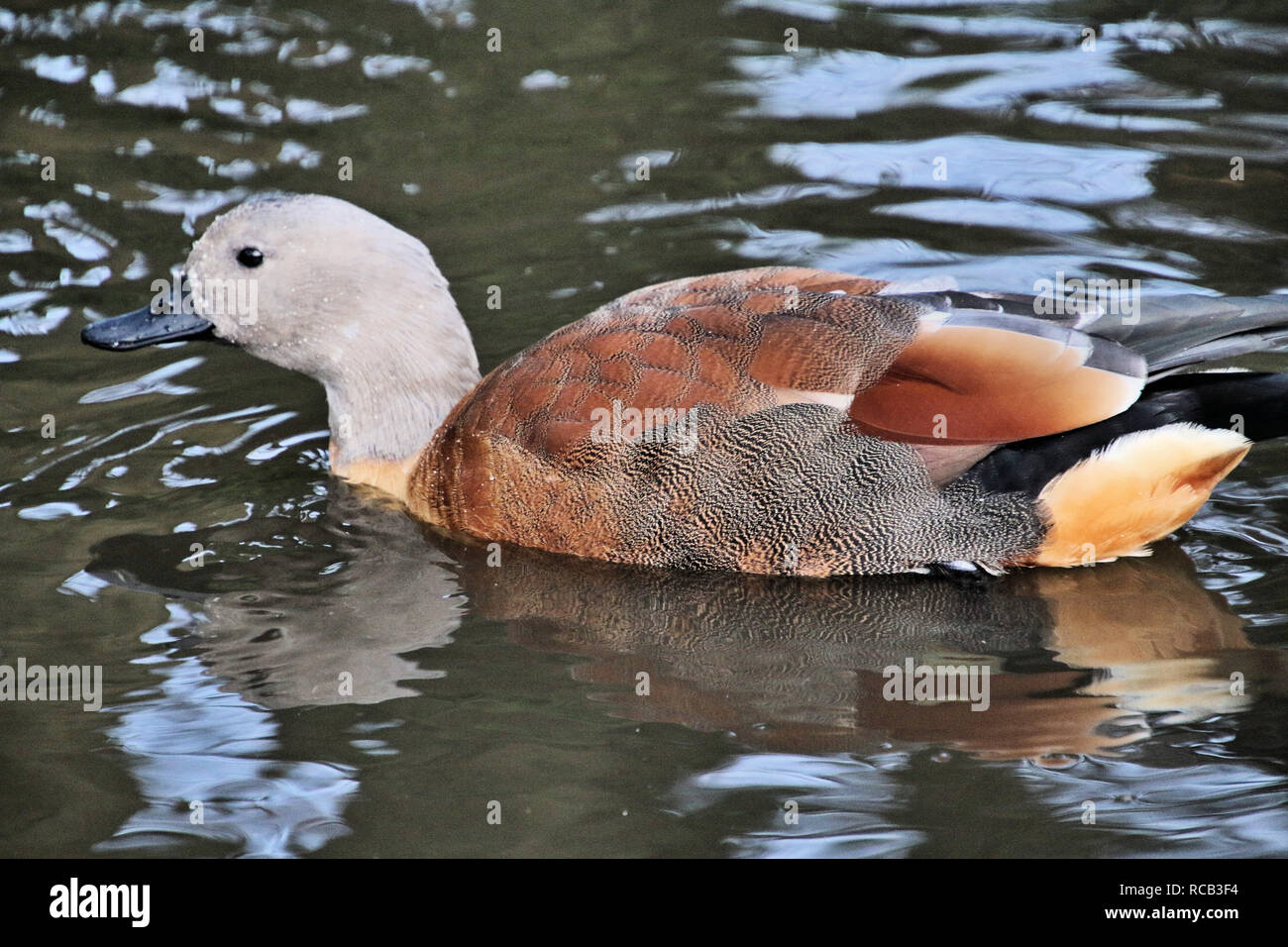 A picture of a South African Shelduck Stock Photo