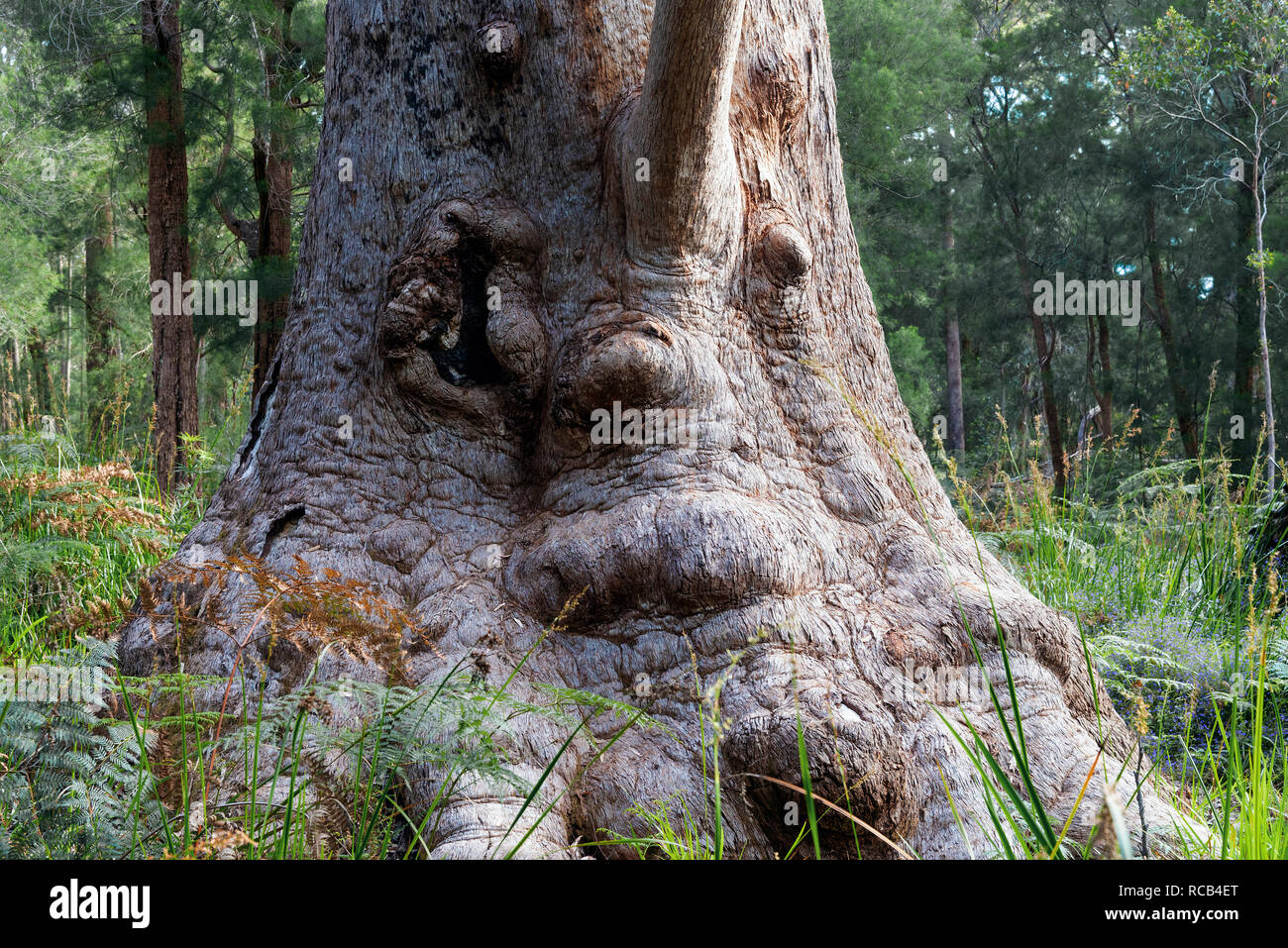 Giant Tingle Tree named the Grandma Tingle can be seen on the Ancient Empire Walk in the Valley of the Giants,Walpole-Nornalup National Park,Australia Stock Photo