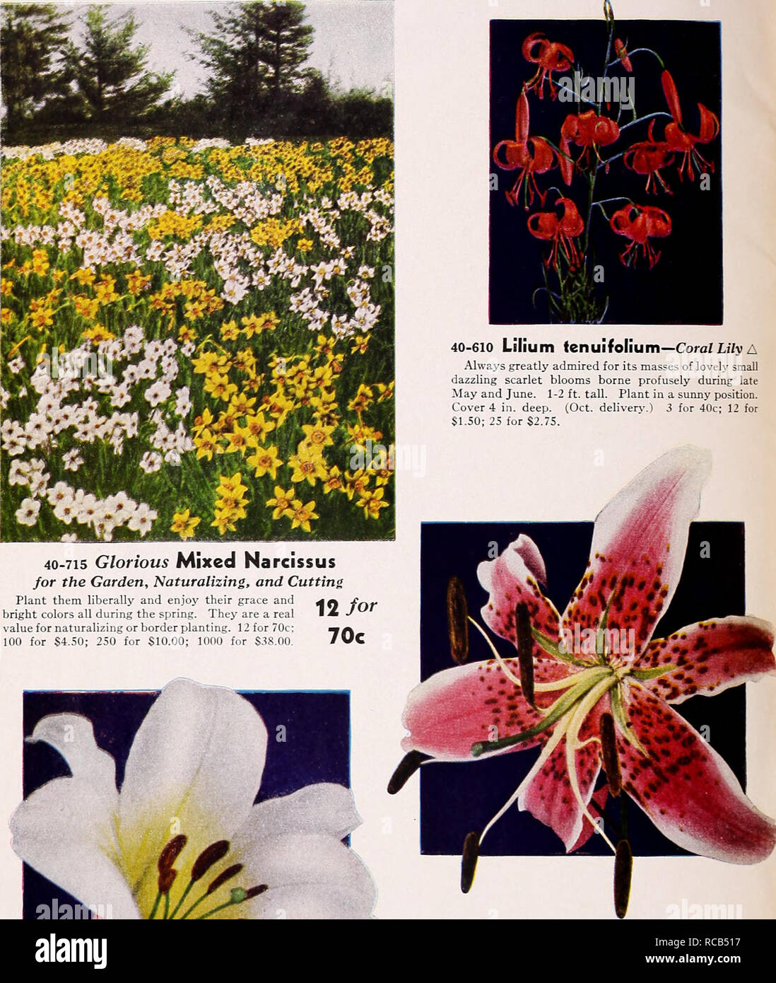 philadelphia planting guide Dreer's autumn planting guide 1942. Bulbs (plants) catalogs.