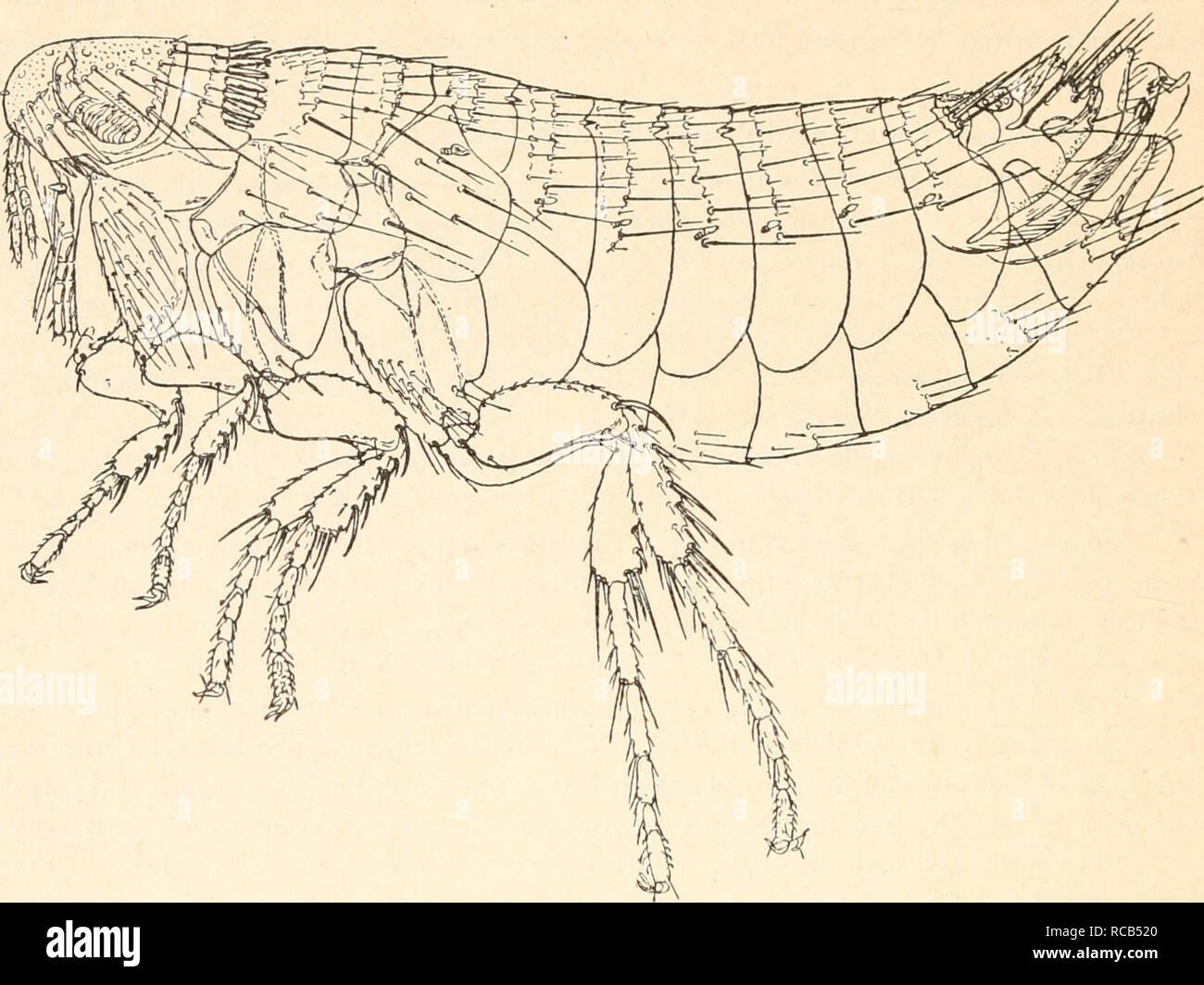 . Dr. H. G. Bronn's Klassen und Ordnungen des Thier-Reichs ...