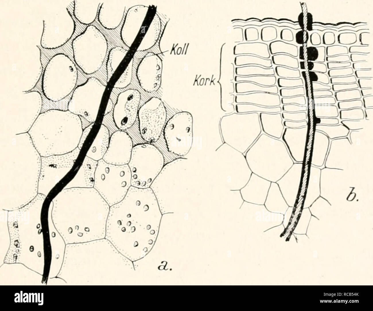 . Dr. H. G. Bronn's Klassen und Ordnungen des ThierReichs