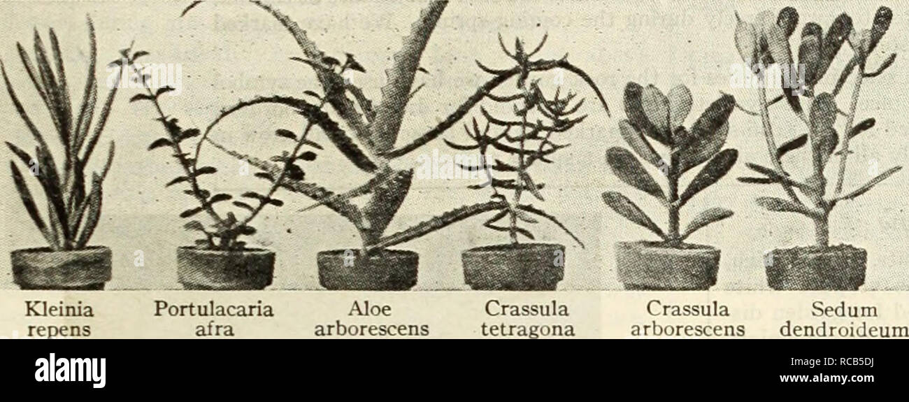 Dreer S Autumn Catalog Of Bulbs Plants Shrubs And Seeds For Fall Planting Flowers Seeds Catalogs Bulbs Plants Seeds Catalogs Nurseries Horticulture Catalogs Gardening Equipment And Supplies Catalogs Succulent Plants Splendid