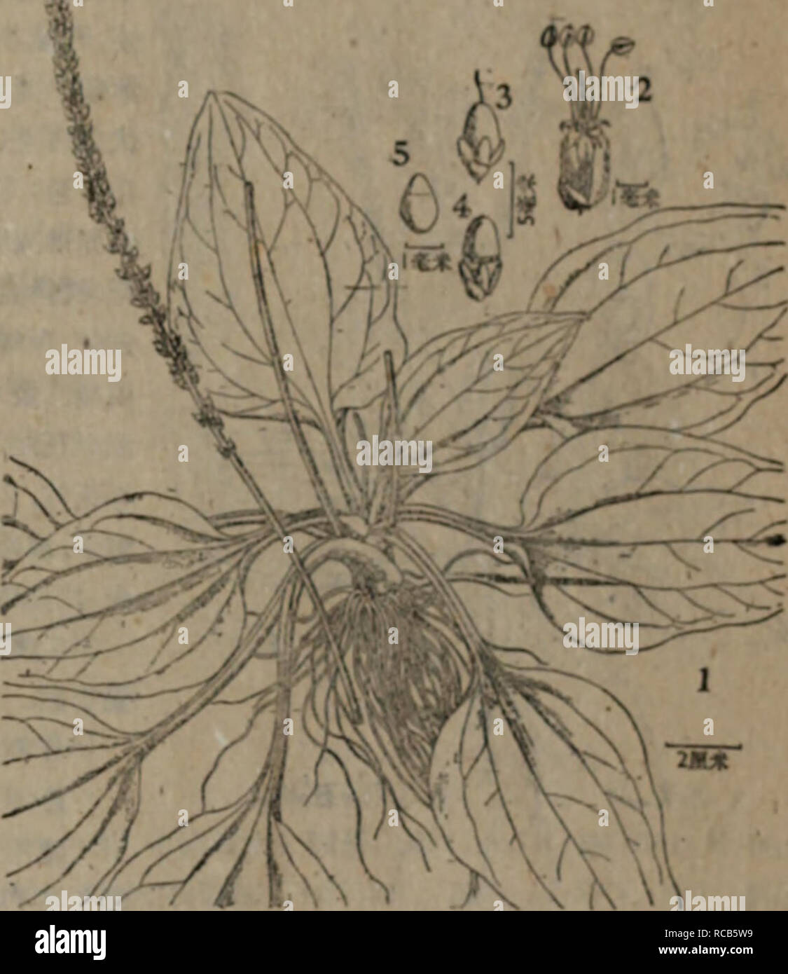 . dong bei yao yong zhi wu zhi. Botany. L. var. aaiatiea Decaisne in DC. Prodr. XII, I (1852 ) 694. Plantago ko,lifolia Nakai et Kitag. in Rep. First Sci. Exped. Manch. sect. 4, I (1934 ) 55, tab. 16ï¼ KiUg. 1. c.(1939) -!G2. Plantago asiatica L. var. magtta Kitag. 1. c. (1939) 402. å¤å¹´çé©æ¬ãæå®½*sèED?,ä¸æa,å ¶ä¸èçå¤æ¸HÂ«,ç¹-æå¹¾.å ¨é¨SÂ«çï¼å ·ãèç²å£¯çå æ,||^^ä¸Â£1ææ§½,è³´å°é¢æåä¸å±é,å»£åå½¢3Â«Â«|åçå¼å½¢,Â«Â«^å¨å §é·8â20Â»Â«[ç±³ï¼ææ°´liftå° è æ´å¤§,å ãéé -æç¨éå°,^!6Â«[Â»^^!l!r.æHustagin, Hydeln. Hujlidin. Hdouirã æè¬¹&quot;:'&gt;ä¸å¤«å ±i^!':'-&quot;;' V ï¼ 'ä¸'ï¼Â»dcÂ«WB,å¯å»*çç©/iuitÂ«mÂ«. Stock Photo