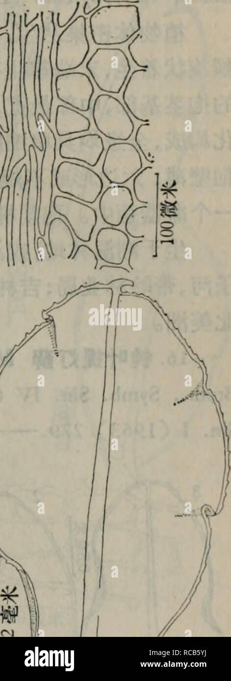 . dong bei xian lei zhi wu zhi. botany. . Please note that these images are extracted from scanned page images that may have been digitally enhanced for readability - coloration and appearance of these illustrations may not perfectly resemble the original work.. liao ning sheng lin ye tu rang yan jiu suo. ke xue chu ban she Stock Photo