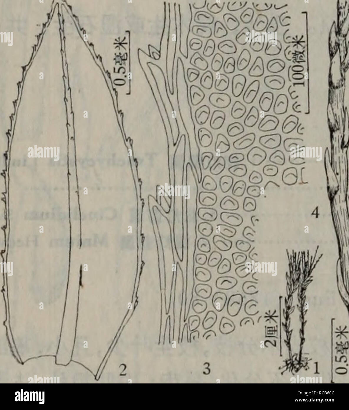 . dong bei xian lei zhi wu zhi. botany. -å¶ç¼ååï¼å ·ååé½¿ 2.é-æç£ç¯èT. flagellaris (Sull. et Lesq.) Lindb. 1. æç¯èTrachycystis microphylla (Doz. et Molk.) Lindb., Obs. de Mniac. Eur. (1868) 80; Chen, Gen. Muse. Sin. I (1963) 276. Mnium microphyllum Doz. et Molk., Muse. Fr. Ined. Archip. Indici, II (1846) 26ï¼ fig. 12; Broth., Symb. Sin. IV (1929) 61. Rhizogonium microphyllum Jaeg. Ad. 1(1873â74) 686. æ¤ç©ä½å°ï¼1 ä¸ 1.5åç±³é«ï¼ç¨ç¥é«ãèç´ç«ï¼å¤å¨çæ®èå¨å´åæ,ææ¡æåºå¾ç«ï¼å¶ å¸¸éä¸-äºèé¡¶ç«¯çç,å¹²ç¥åå·ç¼©ãèå¶å°ï¼é¿çº¦1æ¯«ç±³ï¼éæ«éå½¢ï¼æ¸å°ï¼æå¶è¾å¤§ï¼é¿æ« éå½¢ï¼é¿è¾¾2æ¯«ç±³,å®½çº¦0.6æ¯«ç±³ï¼å¶ç¼å¹³ç Stock Photo