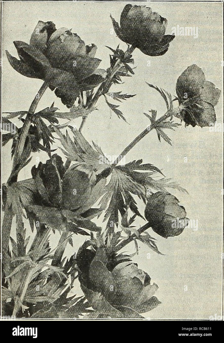 . Dreer's autumn catalogue 1929. Bulbs (Plants) Catalogs; Flowers Seeds Catalogs; Gardening Equipment and supplies Catalogs; Nurseries (Horticulture) Catalogs; Vegetables Seeds Catalogs. 46 /flEHEyA-DBEEH^ HARDY PERENNIAL PIANTS &gt;HILMEliPHRli. Trollius or Globe Flower Trillium (Wood Lily or Wake Robin) Grandiflorum. Excellent plants for shady positions in the hardy border, or in a subaquatic position. Large white flowers in early spring. 15 cts. each; §1.50 per doz.; S8.00 per 100. Tunica Sazifrag^a. A pretty tufted plant with light pink flowers; pro- duced all summer; useful either for ro Stock Photo