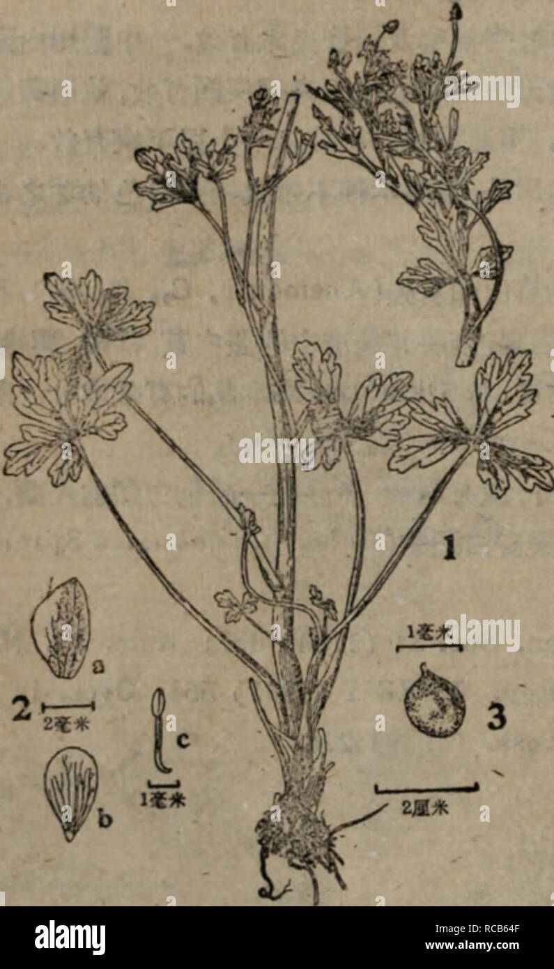 . dong bei yao yong zhi wu zhi. Botany. ç´«æ·ä¹å¯æ¶ç¡ï¼å·²æ·¡ä¹ç°ç©ï¼æèç´«è²¼ä¹,æå¸æ¶æ¿æ±ä¹æãé®®èææç¨ä½ç¼æ³¡å,ææ¯ææ³¨çª»ã æå:èèå±®å«åProtoanemonin (C, H. 0,)ï¼ç²æ®ç¼æ§åºæ¿æåãå ¨èç¶æ°´è¸æ°£è¸é¤¾æï¼ç´å¾ 0.12%çæ¯Kæ²¹ï¼æ²¹ä¸-ä¸»è¦æåç²Protoanemonin, äºåå-éæ¼¸éåè®æç¡åºæ¿æ§çµæ¶çAnemonin (Câ H, 0,)ã ' ç³è©²j!? 'æ¬èç¶ï¼å91 Ranunculus sceleratus L. Sp. PI. (1753) 551ï¼ Kom. Fl. Mansh. II (1903) 299; Kom. et Alis. Key PI. Far East. Reg. USSR 1(1931) 550ï¼ Ovcz. in Kom. Fl. URSS VII (1937) 408; Kitag. Lineam. Fl. Mansh. (1939) 226ï¼è£´éï¼ ä¸-åè¥ç¨æ¤ç©èªI (1955)å14. ä¸å¹´çæäºå¹´çèæ¬ï¼é«10â50åç±³ï¼éå¸¸ç¡ æ¯ Stock Photo