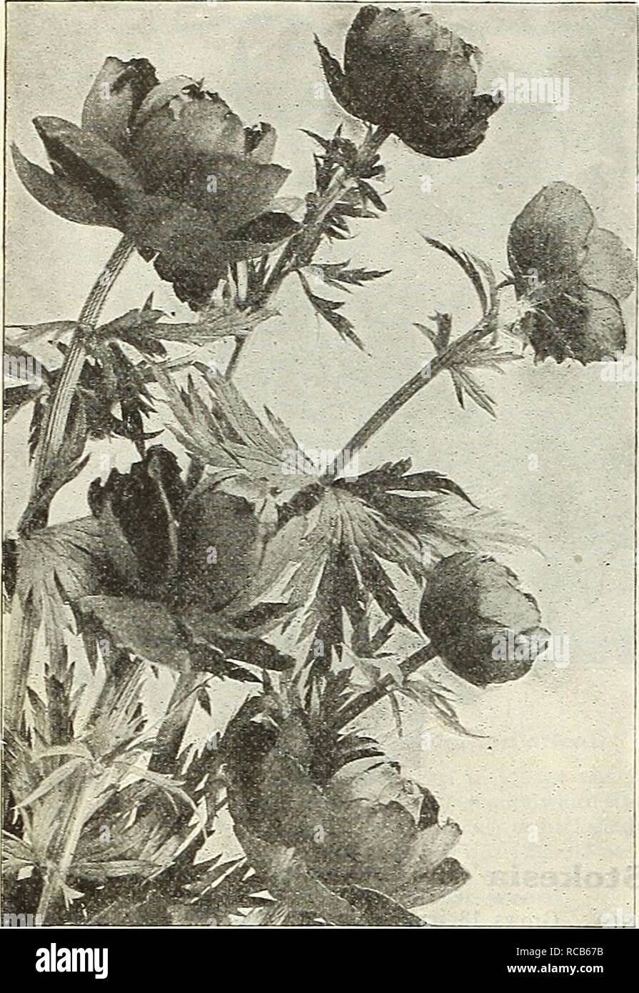 . Dreer's autumn catalogue 1928. Bulbs (Plants) Catalogs; Flowers Seeds Catalogs; Gardening Equipment and supplies Catalogs; Nurseries (Horticulture) Catalogs; Vegetables Seeds Catalogs. 46 /flEwyAJim'^ HARDY PERENMIALPIANTS MMiPmii. Trollius or Globe Flower Tradescantia (Spider wort) Virginica. Produces a succession of blue flowers all summer; 2 feet. — Alba. A white-flowered form. 25 cts. each; S2.50 per doz. Trollius (Globe Flower) Europaeus Superbus. Desirable free-flowering plants, pro- ducing their giant bright yellow, Buttercup like blossoms on stems 1 to 2 feet high from May until Augu Stock Photo