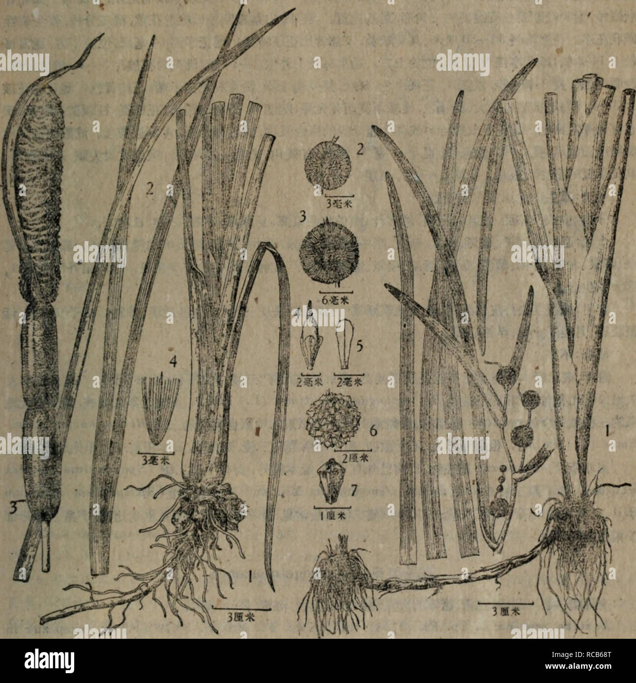 Dong Bei Yao Yong Zhi Wu Zhi Botany 2 Eh 5a10ae C I Ec S 6a10 Jgc I 4tia E 3t 5 I E C C A A A Ase E Typka Orientalia Preal 1 Jitee C A12e A 2 Lt A Ae Aaae A A 3 Eh 5a10ae Ae I Eae Aesi Amp E20 M Xk I Ee Aea I E C Ac A E A A A A A Typka