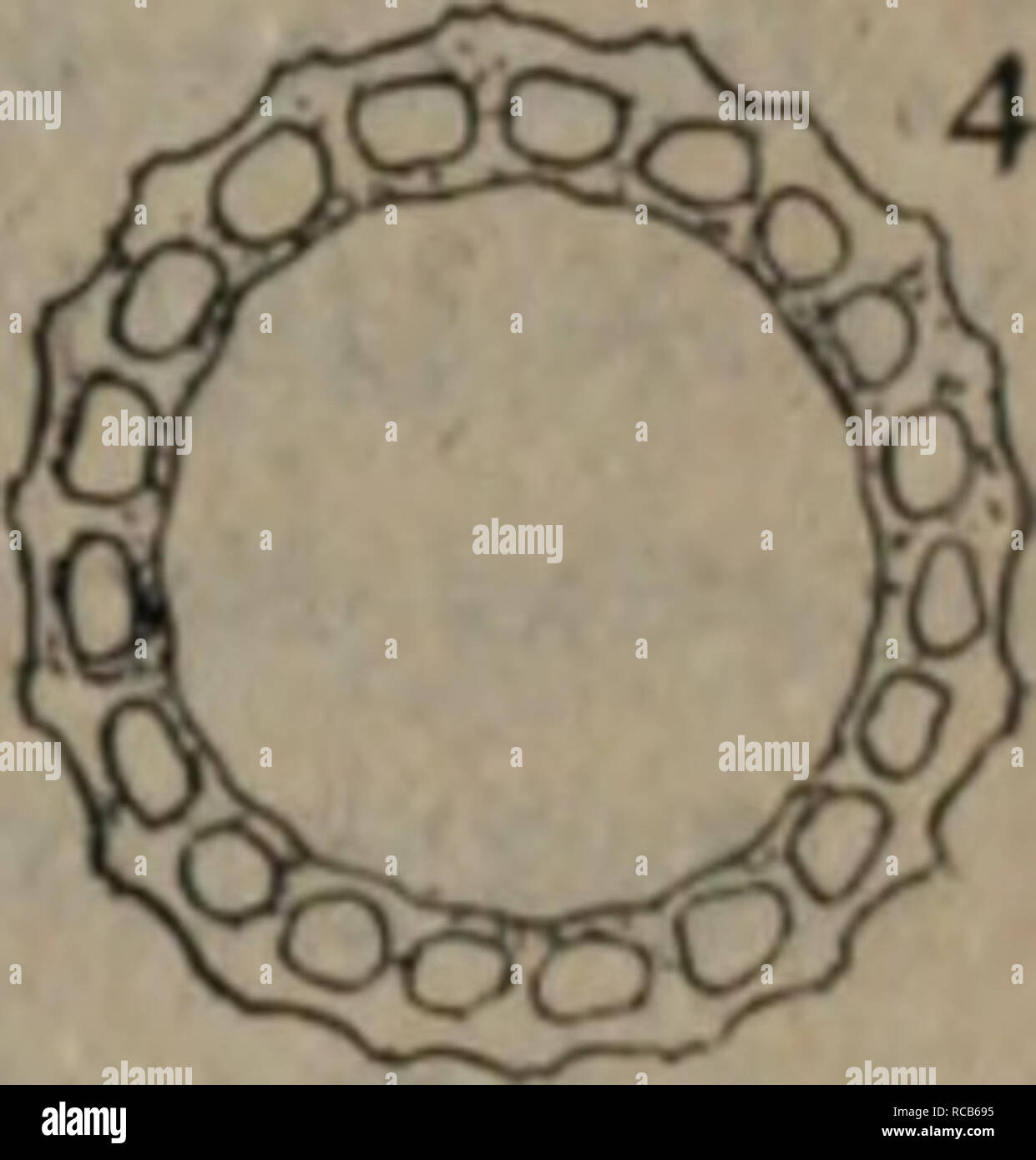 Dong Bei Yao Yong Zhi Wu Zhi Botany E 7ee Equisetum Arvonse L 1 Ae Amp Ca E C ºfta Affiac1 A 0i 2 Ae A Kae I 3 A Ae A µeca Cµ I B A Cµ Ae C A Ae A Ha C 8ae E Equisetnm Hyemale L A E C C Ca E I 2 Ca E I C ºae A Eci 3 E E Ae A C º11a Ca