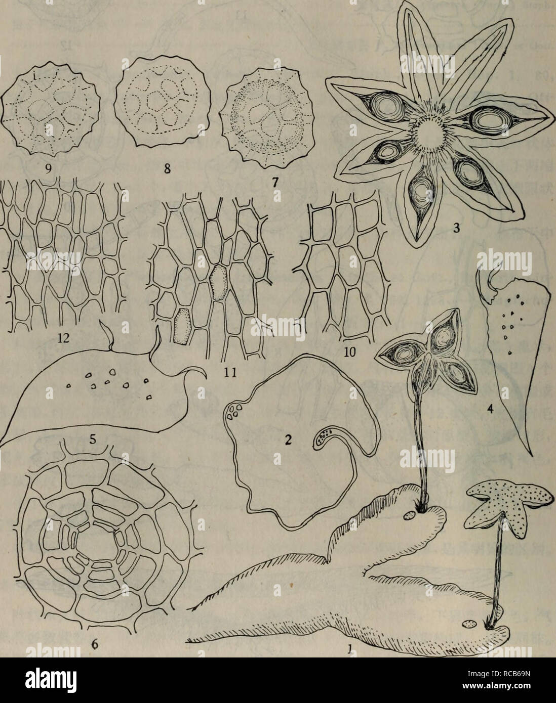 . dong bei tai lei zhi wu zhi ä¸åèç±»æ¤ç©å¿. botany. 3æ¡èºçº¹å åã æ¬å±ä¸åå°åºä» ä¸ç§ã ç³å°é± Reboulia hemisphaerica (L.), Raddi, Opusc. Sci. Bologna 2: 357ï¼ 1818. Marchantia hemisphaerica Linne, Spec. Plant. 1138, 1753. Aste' rella hemisphaerica Beauv., Diet. Sci. Nat. 3ï¼ 257, 1805. Grimaldia hemi- sphaerica Lindb., Nova Acta Leopold. 14, Supp. 106, 1829. å¾ç80ã å¶ç¶ä½æå¹³å¸¦ç¶ï¼äºæ-§ååï¼é¿2 â4åç±³ï¼å®½3 â7æ¯«ç±³ï¼å ç«¯å¿å½¢ï¼èé¨æ·±ç»¿è²ï¼é©è´¨. å¾ç80ç³å°é±Reboulia hemisphaerica L.ï¼ 1.æ¤ç©ä½ï¼X5)ï¼ 2.æææ¨ªåé¢ï¼X50), 3.é æè ¹é¢è§ï¼X15)ï¼ 4,5.è ¹é³çï¼X15)ï¼ 6.æ°å-èé¢è§ï¼X310)ï¼ 7ã 8ã 9.è¢å-ï¼ Stock Photo