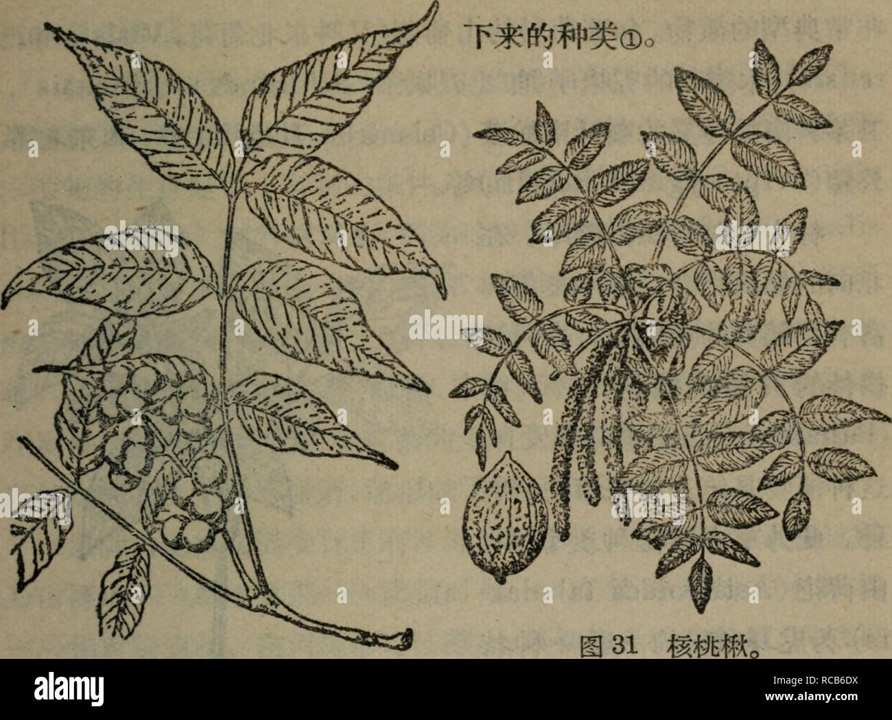 Dong Bei Qu Zi Ran Di Li Botany A I Ea Ae A Ae e e ºae C Aea Ac Aeae C A A I E E e Ae Ae Ae A ºae I A Ae C A C Eºc A 30e Eai Ae B B E C A A I I Ae B B E C A A I A A E A Aea C A Ae A I E E Cae A Ae A Cae A A Ae A E E I Aeaºe Ae I Ae A C Aecae Aeae Dong Bei Qu Zi Ran Di Li Botany A I Ea Ae A Ae e e ºae C Aea Ac Aeae C A A I E E e Ae Ae Ae A ºae I A Ae C A C Eºc A 30e Eai Ae B B E C A A I I Ae B B E C A A I A A E A Aea C A Ae A I E E Cae A Ae A Cae A A Ae A E E I Aeaºe Ae I Ae A C Aecae Aeae