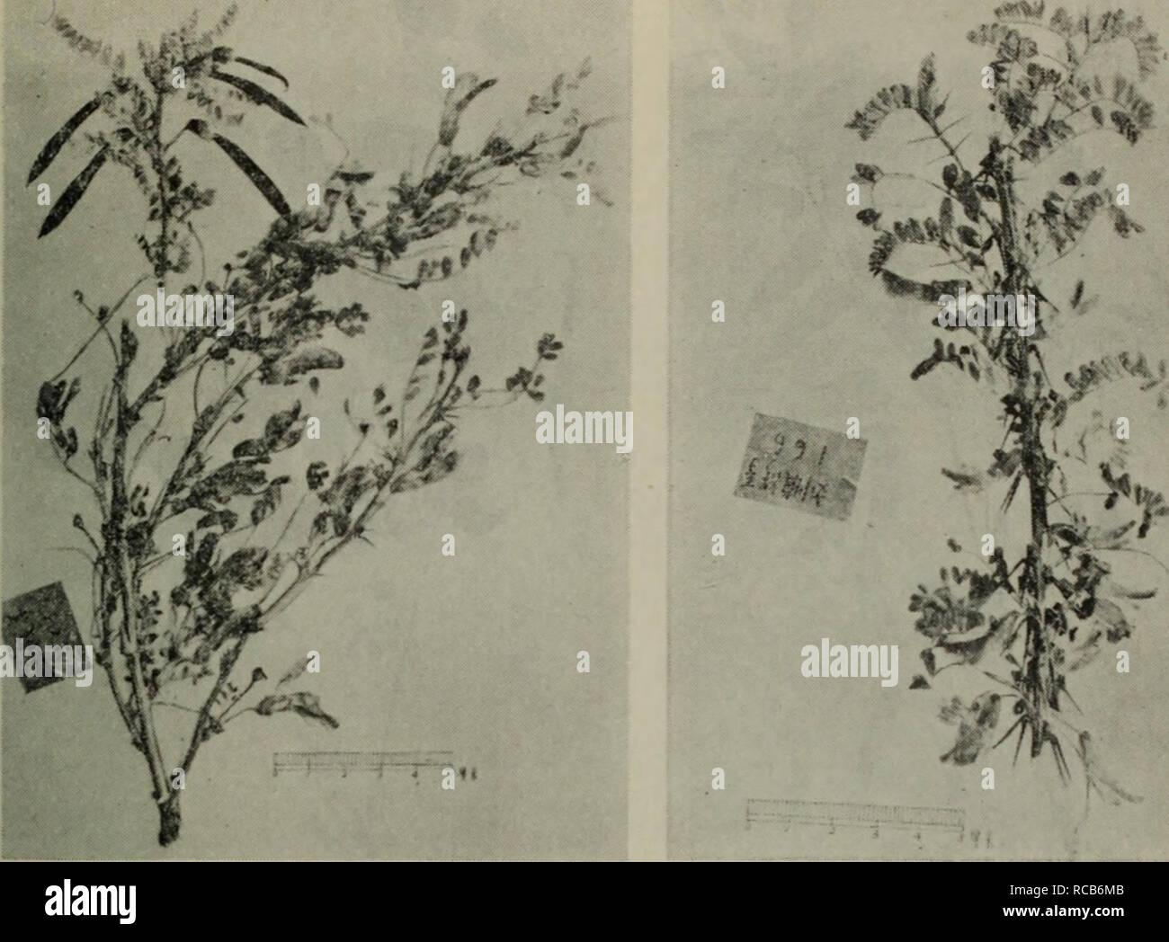 Page 12 Ae C High Resolution Stock Photography And Images Alamy