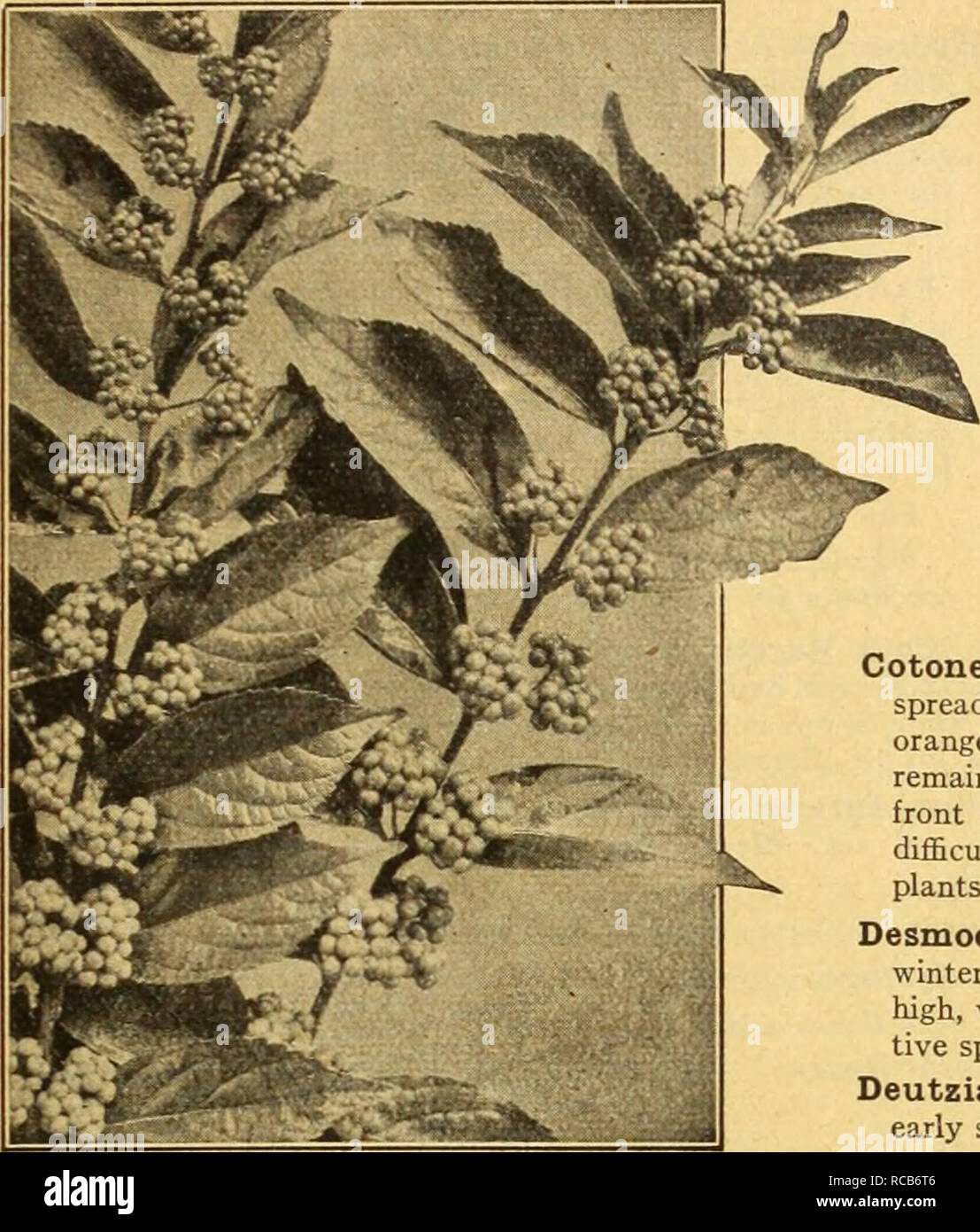 . Dreer's autumn catalogue 1926. Bulbs (Plants) Catalogs; Flowers Seeds Catalogs; Gardening Equipment and supplies Catalogs; Nurseries (Horticulture) Catalogs; Vegetables Seeds Catalogs. /flEfiiyAJimiffiwii,i»aA4ii.uiifci^HiLSP^ 61. C.vLLicARPA Purpurea Andromeda Japonica. An evergreen compact growing low shrub, with small dark green foliage and long panicles of dull bronzy-red buds which appear during the summer and are attractive during the entire winter, opening into white Howers in spring. Bushy plants, 15 to 18 inches high, $1.50 each. Aralia Pentaphylla. A very distinct ornamental Shrub  Stock Photo