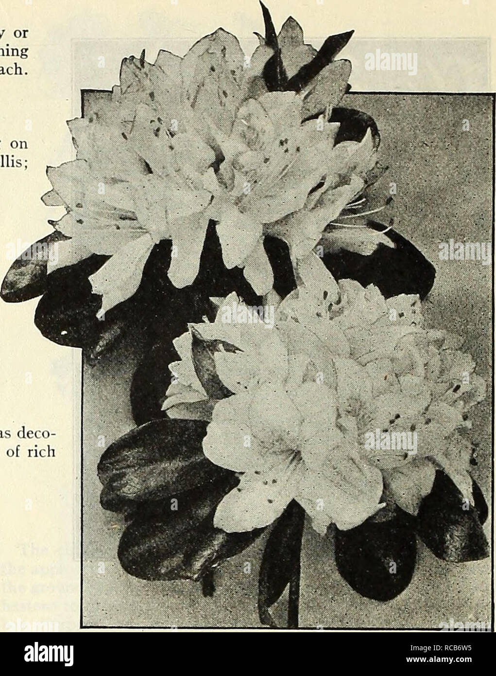 . Dreer's autumn catalogue 1927. Bulbs (Plants) Catalogs; Flowers Seeds Catalogs; Gardening Equipment and supplies Catalogs; Nurseries (Horticulture) Catalogs; Vegetables Seeds Catalogs. Select Flowering and Decorative Plants for House and Conservatory Aglaonema Costatum. A dwarf-growing Aroid, suitable for the conservatory or window garden. Verj' compact, lieart-shaped leaves of dark, shining green, with white midrib and scattering blotches of white. 75 cts. each. Allatnanda Henderson!. A strong-growing variety, well suited for growing on the pillars or supports of a conservatory, or for trai Stock Photo