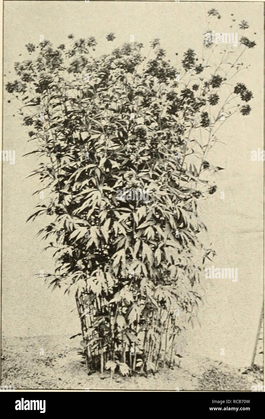 . Ellwanger &amp; Barry : Mount Hope nurseries. GEXERAL CATALOGUE. 115 PYRETHRUM. A most valuable class of hardy plants. Flowers of good size and form, double like an aster: for bouquets or cut flowers. The plants make showy specimens in the garden. May or June. FIXE NAMED VARIETIES. ;o Cents Each. ery useful RANUNCULUS. Buttercup. These are among the best of early spring flowers, being very effective. R. amplexicaulis. Flowers snowy white; 6 to 9 inches. April and May. 25c. R. aconitifolius luteo pleno. Double orange yellow Crowfoot; 2 feet. May and June. 25c. R. bulbosus. Yellow; double; han Stock Photo