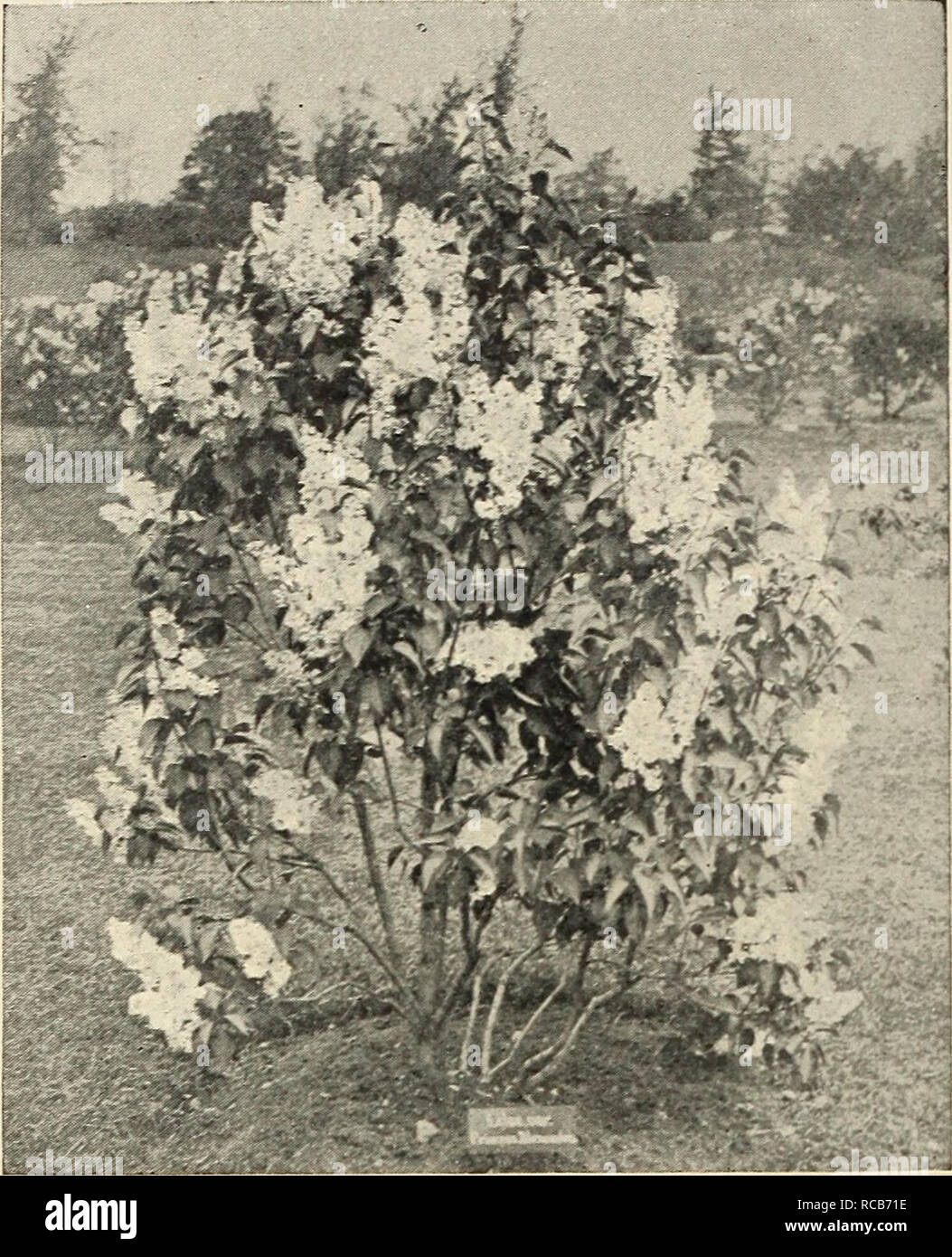 . Ellwanger &amp; Barry : Mount Hope nurseries. 86 ELLWANGER &amp;- BARRY'S S3a-inga 1. P. var. pendula. Chinese Weep- ing Lilac. C. A variety of the above, of graceful drooping habit. ;^i.oo. S. Persica. Persian Lilac. C. Native of Persia. From 4 to 6 feet high, -with small foliage and bright purple flowers. 50c. var. alba. White Persian Lilac. D. Delicate white fragrant flowers, shaded with purple. A superb variety. Rare. ^i.oo. S. rothomagensis var. rubra. Rouen Lilac. C. A distinct hybrid variety, with red- dish flowers ; panicles of great size and very abundant. One of the finest Lilacs.  Stock Photo