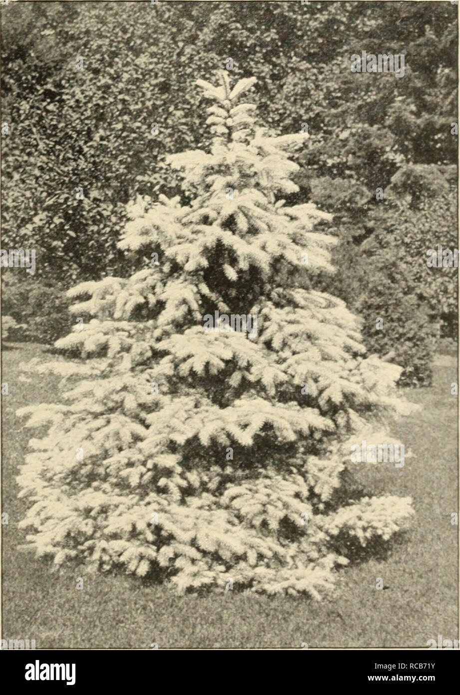 . Ellwanger &amp; Barry : Mount Hope nurseries. GENERAL CATALOGUE. 67 ABIES [including Picea and Tsuga Spruce, Fir and Hemlock. Section i. Abies. Spruce and Hemlock. Tsiiga —the Hemlocks, with flat leaves Leaves needle shaped, scattered all around the shoots {inclndiug -mostly two ranked). A. alba. White Spruce. A. A native tree of medium size, varying in height from 25 to 50 feet, of pTamidaI form. FoUage silvery gray, and bark light colored. Very hardy and valuable. 50c. tvar. caerulea. The Glaucous Spruce. B. A small and beautiful variety, of rather loose spread- ing habit, with bluish gr Stock Photo