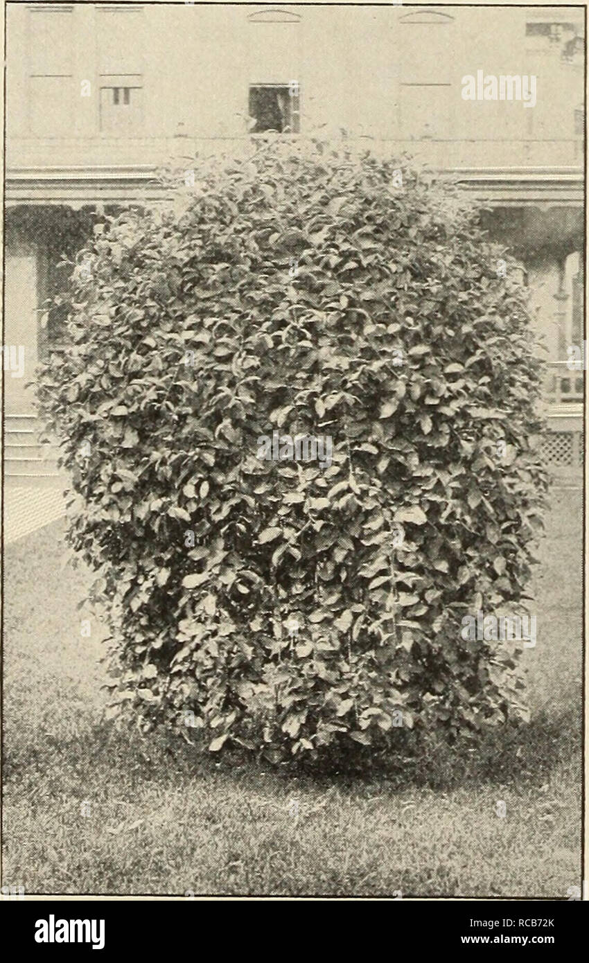 . Ellwanger &amp; Barry : Mount Hope nurseries. m ELLWANGER &amp;- BARRY'S ROBINIA. Locust or Acacia. Akazie, Ger. Robinier, Fr. R. hispida. Rose or Moss Locust. C. A native species of spreading, irregular growth, with long, elegant clusters of rose-colored flowers in June, and at intervals all the season, ^i.oo. *R. Pseud-acacia. Black, or Yellow Locust. B. A native tree, of large size, rapid growth and valua- ble for timber, as well as quite ornamental. The flowers are disposed in long, pendulous racemes, white or yello-^-ish, very fragrant, and appear in June. 50c. SALISBURIA. Maiden-Hair T Stock Photo