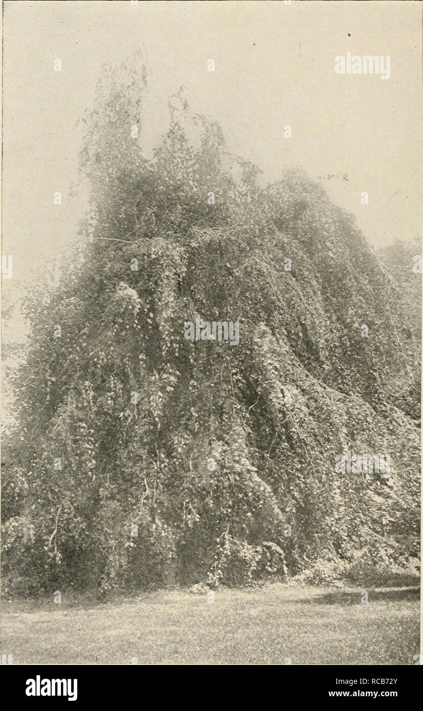 . Ellwanger &amp; Barry : Mount Hope nurseries. 50 ELLWANGER &amp;- BARRY'S Fraxinus A. var. sambucifolia. American Black Ash. B. A small or medium sized tree, v-ith fine foliage. Si.GO. F. Bungeana. B. A vigorous grower with large, dark green foliage, ^i.oo. F. excelsior. European Ash. B. A lofty tree, of rapid growth, with spreading head and gray bark. pinnate leaves and black buds. 50c. var. atrovirens. {crispa.) Dwarf Crisp-leaved Ash, C. A variety of dwarf habit, -ith very dark green curled foliage. Si.oo.. WEEPING BEECH var. aurea. Golden-barked Ash. B. A conspicuous tree at all times Stock Photo