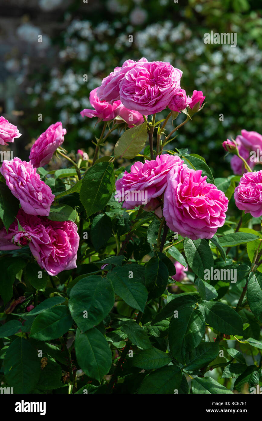 Double pink old rose in flower in Sussex garden, South of England, UK Stock Photo