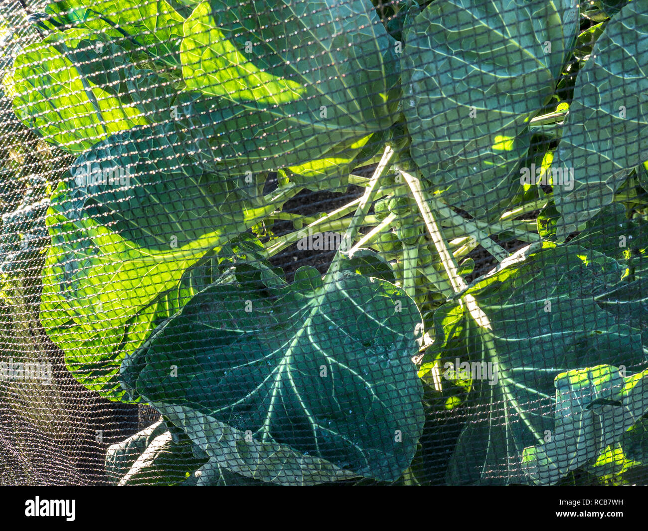 Netting brassica hires stock photography and images Alamy