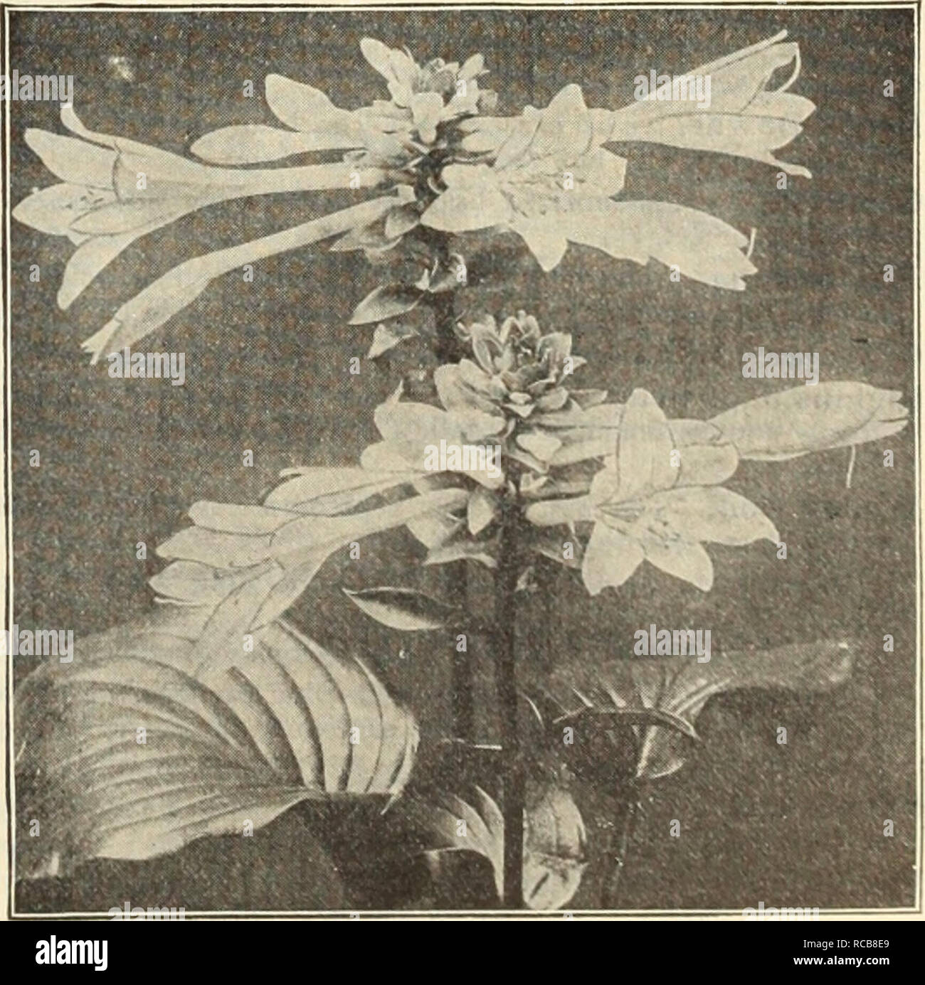 . Dreer's autumn catalogue 1914. Bulbs (Plants) Catalogs; Flowers Seeds Catalogs; Gardening Equipment and supplies Catalogs; Nurseries (Horticulture) Catalogs; Fruit Seeds Catalogs; Vegetables Seeds Catalogs. Digitalis (Foxglove). durina DIGITALIS Foxglove). The Foxglove, old-fashioned, dignified and statel their period of flowering dominate the whole garden. Ciloxinaeflora {Gloxinia-flowered). A beautiful strain of finely-spotted varieties. We offer them in White, Furph-, Lihic, Rose or Mixed. Ambigua, or Grandiflora. Showy flowers of pale yellow, veined brown, Lanata. Dense spikes of odd-loo Stock Photo